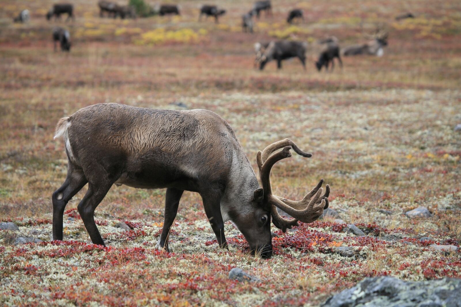 Canon EOS 5D sample photo. Reindeer, the herd, pasture photography