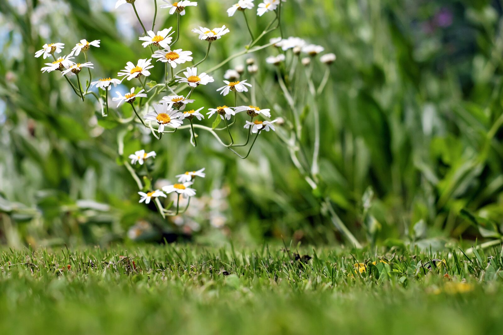 Fujifilm X-T10 + Fujifilm XF 35mm F1.4 R sample photo. Chamomile, ornamental camomile, flower photography
