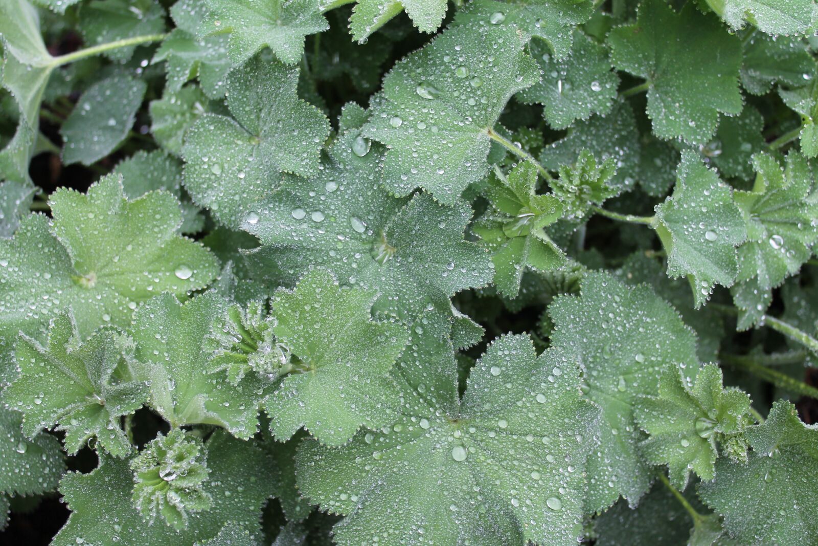 Canon EOS 1100D (EOS Rebel T3 / EOS Kiss X50) sample photo. Drop of water, green photography
