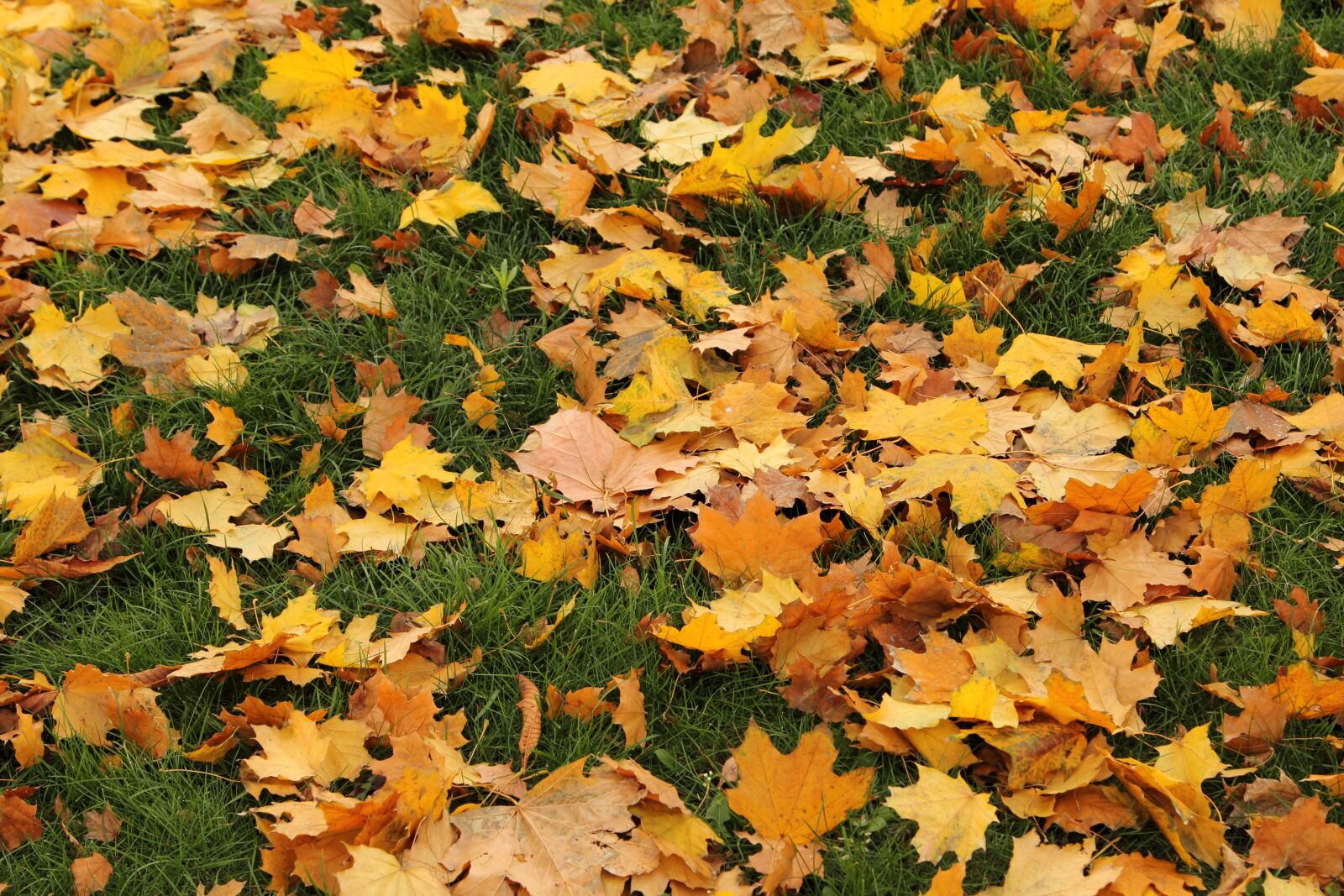 Canon EOS 60D + Canon EF 24-105mm F4L IS USM sample photo. Leaves, autumn, in the photography