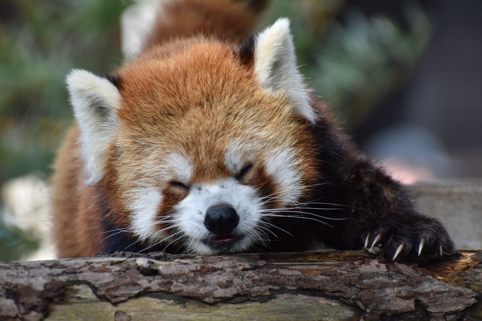 Nikon D5600 sample photo. Red, panda, zoo photography