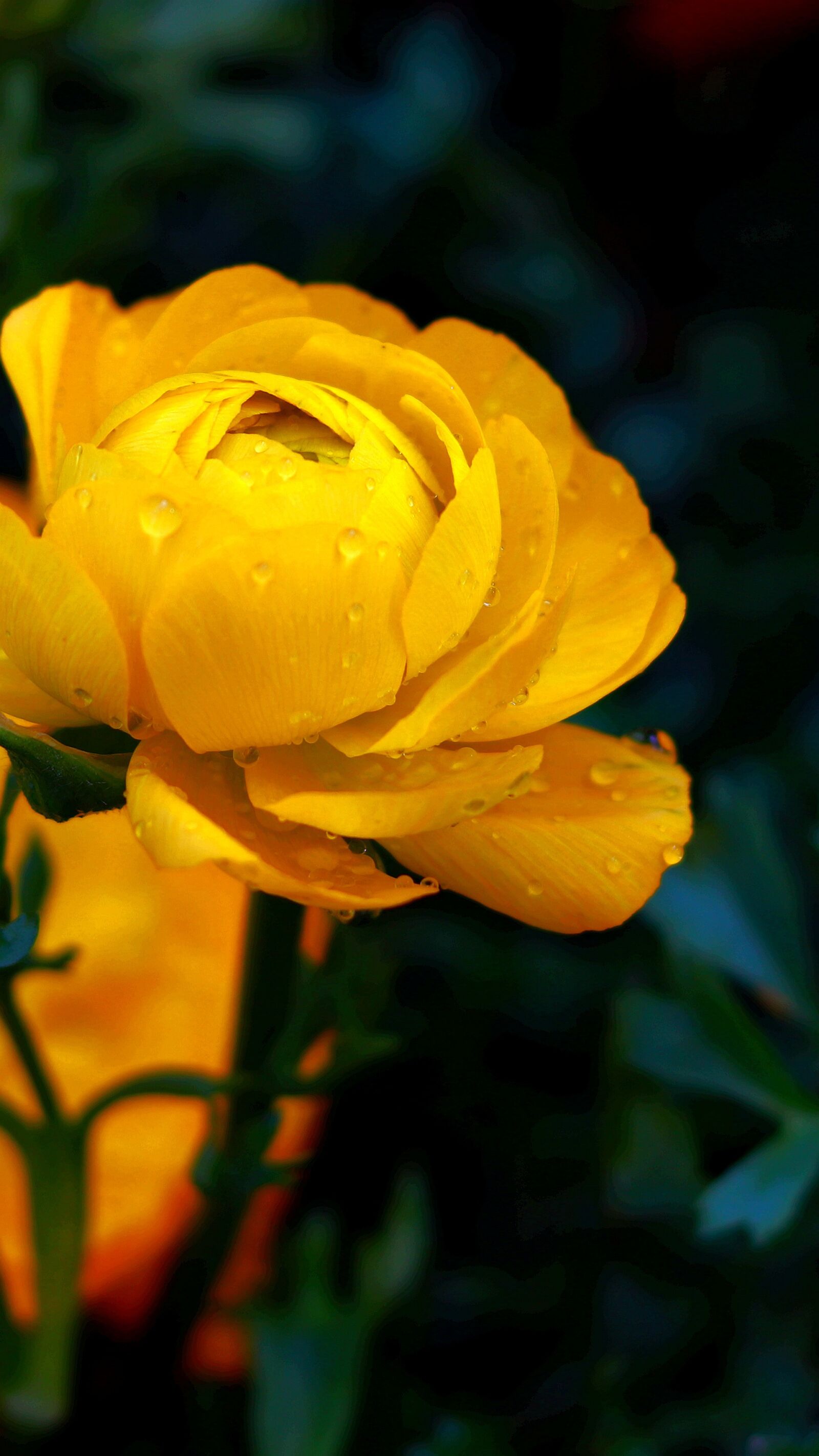 Canon EOS 200D (EOS Rebel SL2 / EOS Kiss X9) + Canon EF 50mm F1.8 STM sample photo. Yellow flower, spring, garden photography