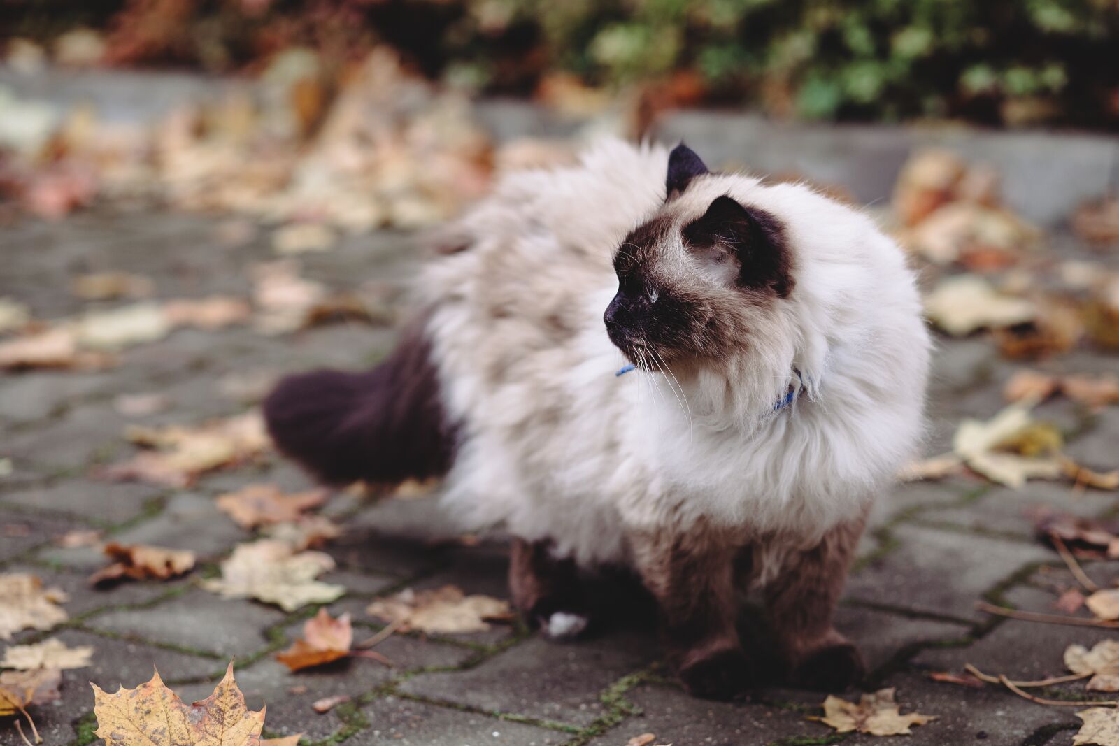 Canon EF 85mm F1.8 USM sample photo. Animals, autumn, background photography
