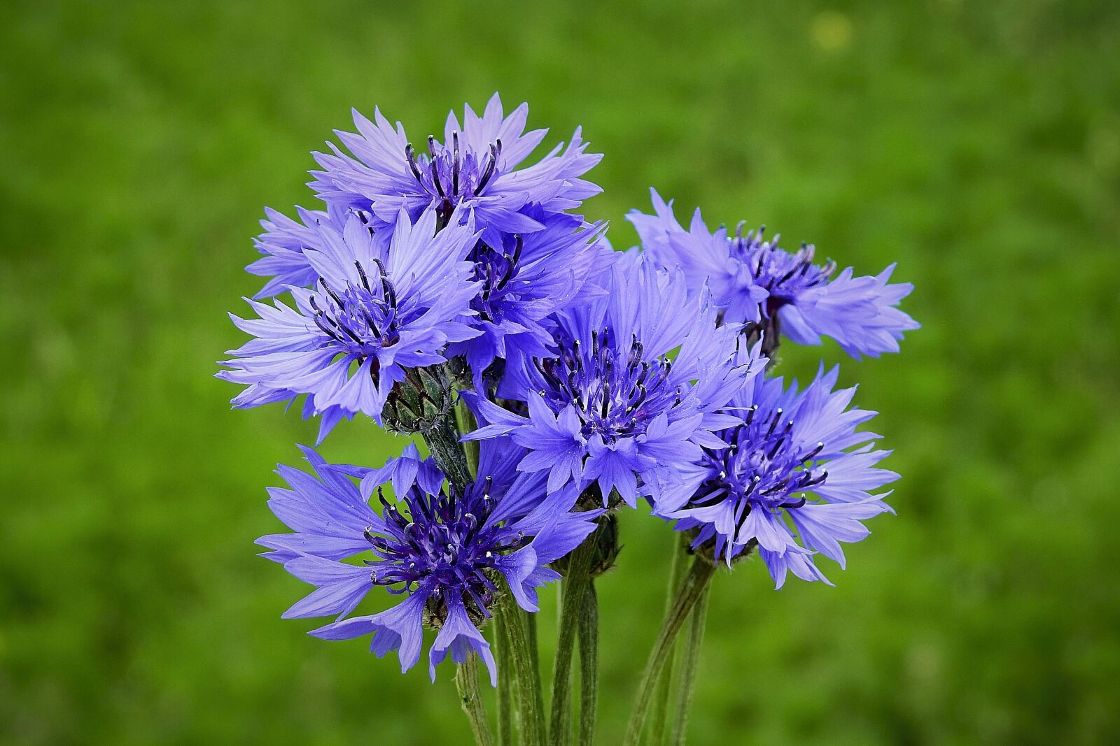 Nikon Coolpix P900 sample photo. Cornflowers, bouquet, meadow photography