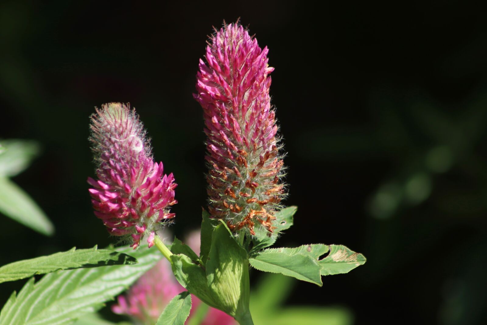 Canon EOS 800D (EOS Rebel T7i / EOS Kiss X9i) sample photo. Blood clover, fox tail-clover photography