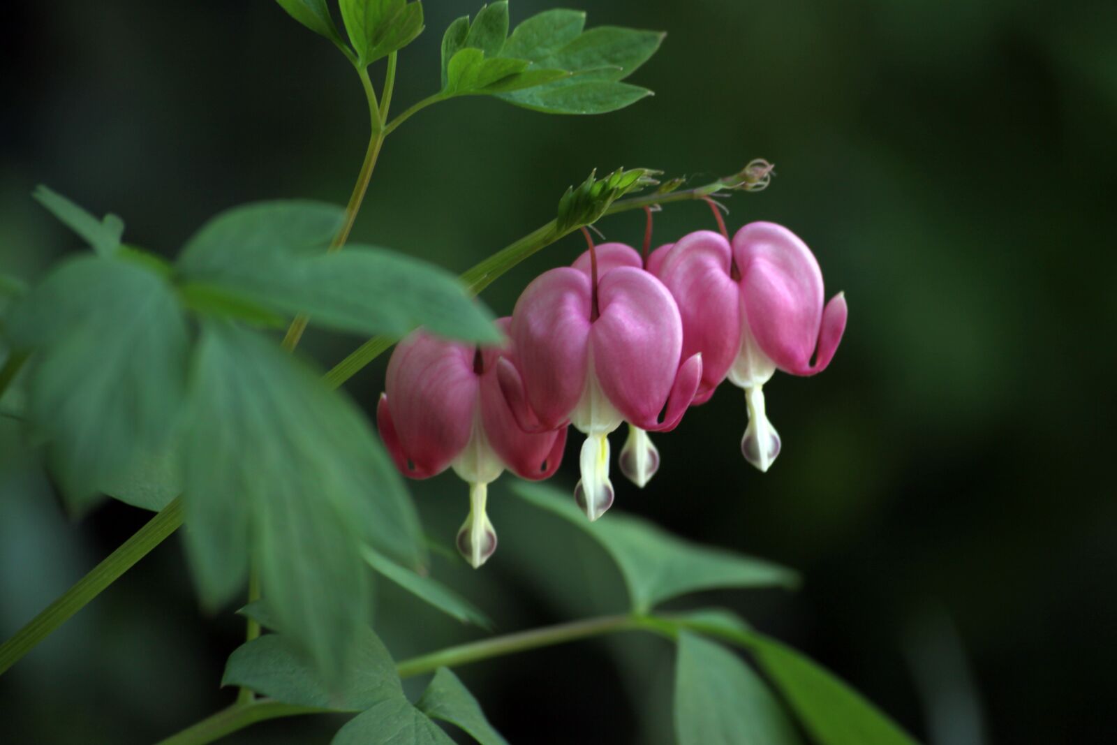 Canon EOS 50D sample photo. Bleeding heart, flowers, wildflower photography