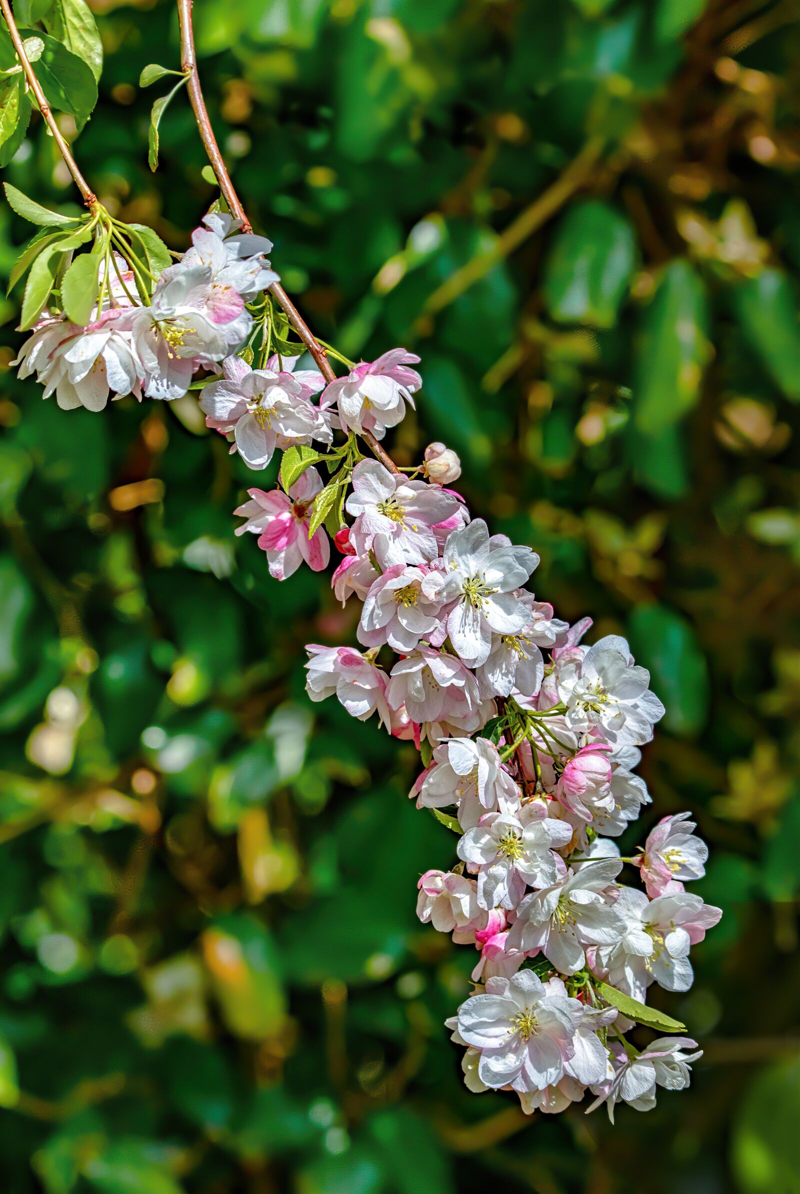 Canon EOS 800D (EOS Rebel T7i / EOS Kiss X9i) sample photo. Apple, blossom, wild photography