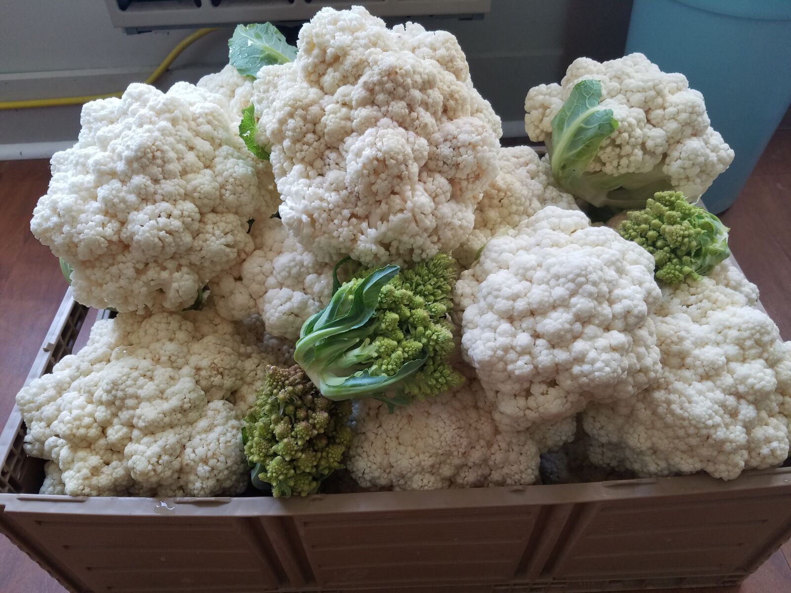 Samsung Galaxy S7 sample photo. Cauliflower, organic, vege photography