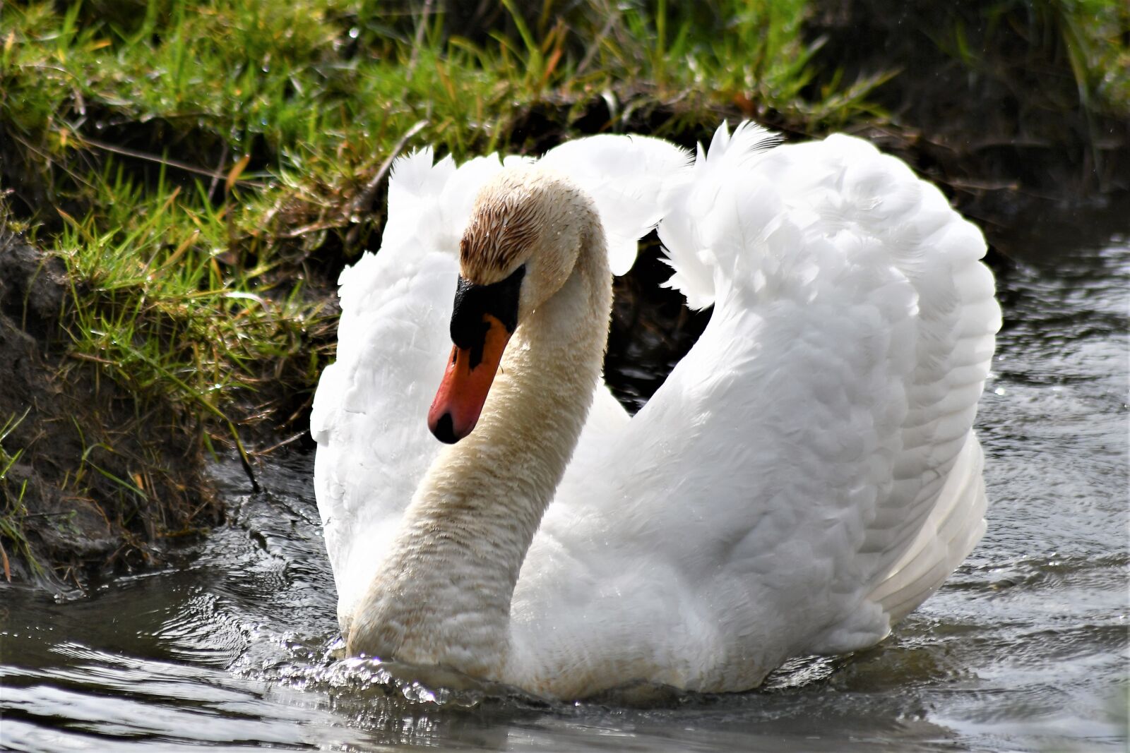 Nikon D7500 sample photo. Swan, close up, portrait photography