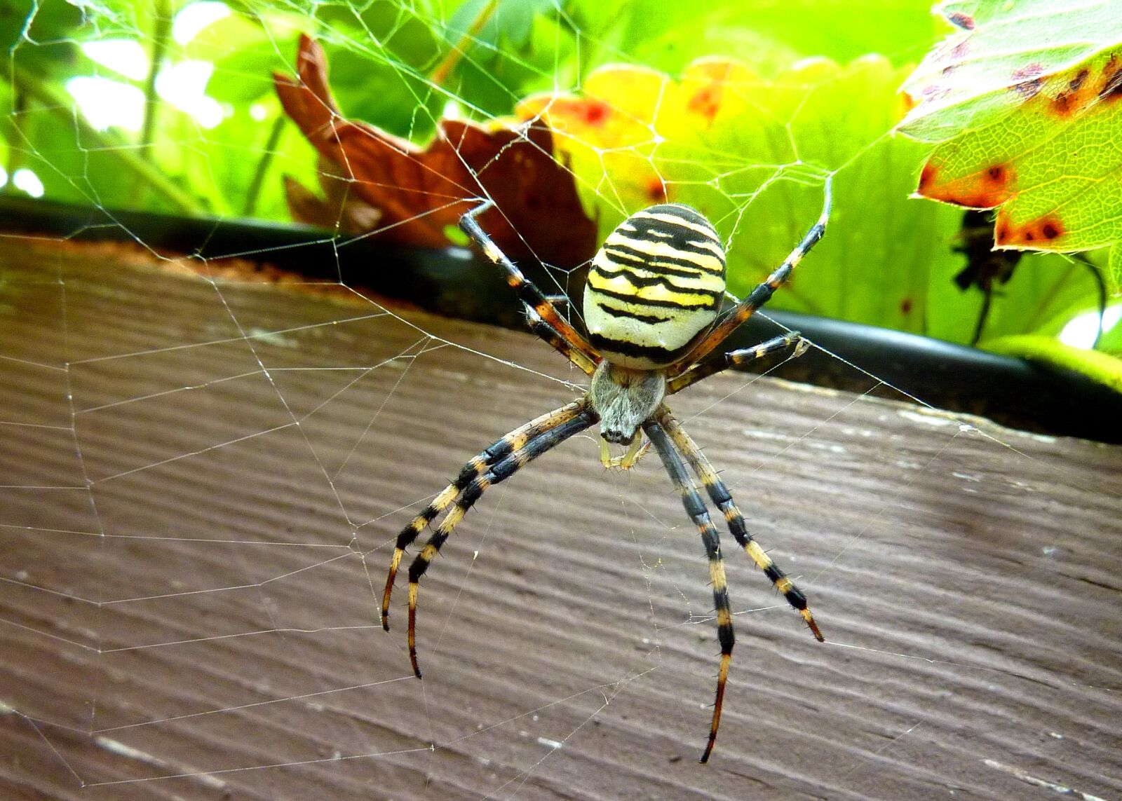 Panasonic DMC-TZ7 sample photo. Spider, hornet, pretty photography