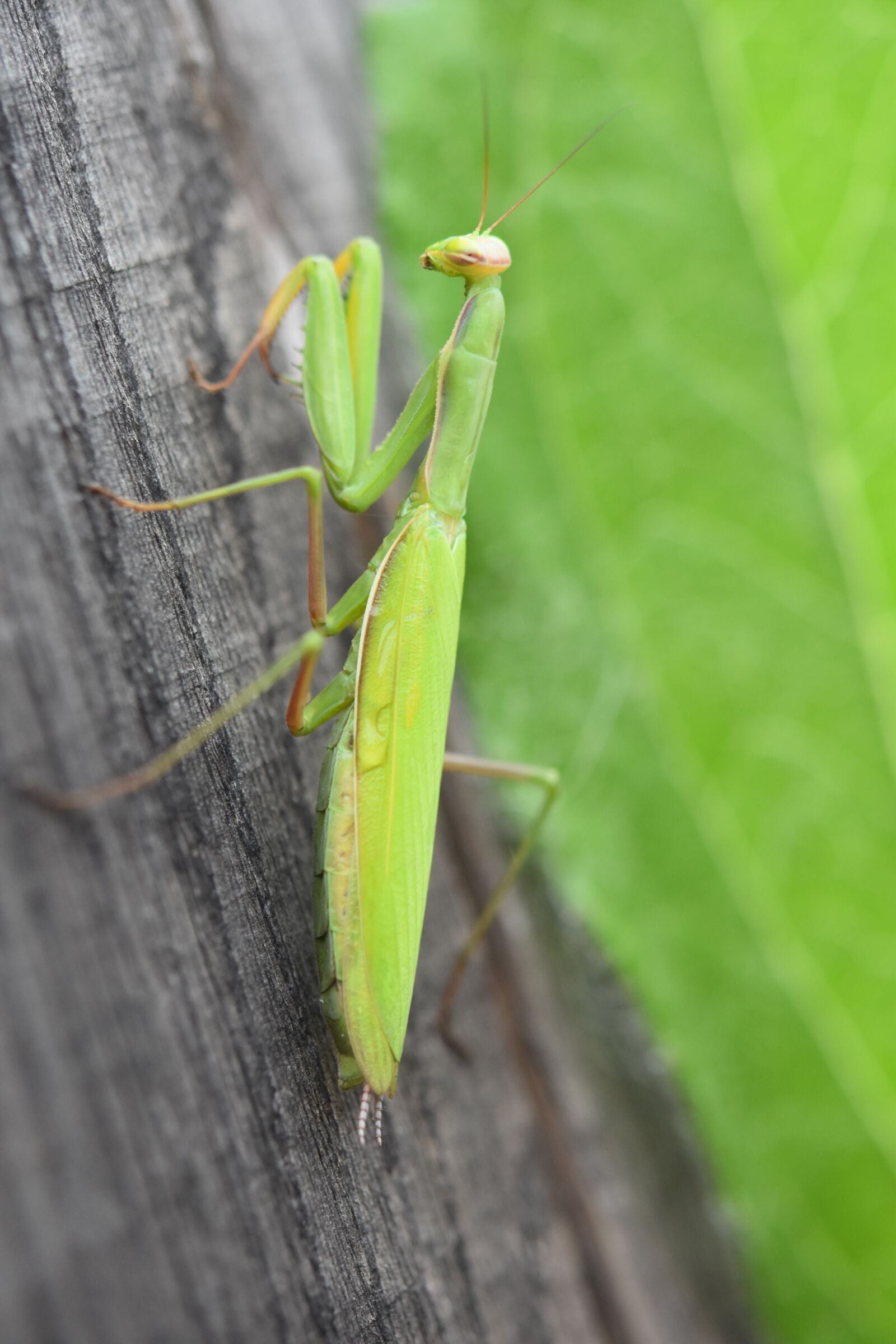 Nikon D5600 sample photo. Mantis, entomology, mantidae family photography