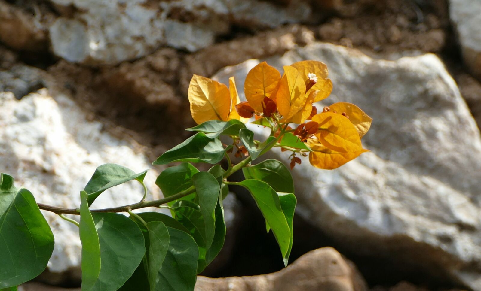 Panasonic Lumix DMC-FZ1000 sample photo. Plant, mediterranean, blossom photography