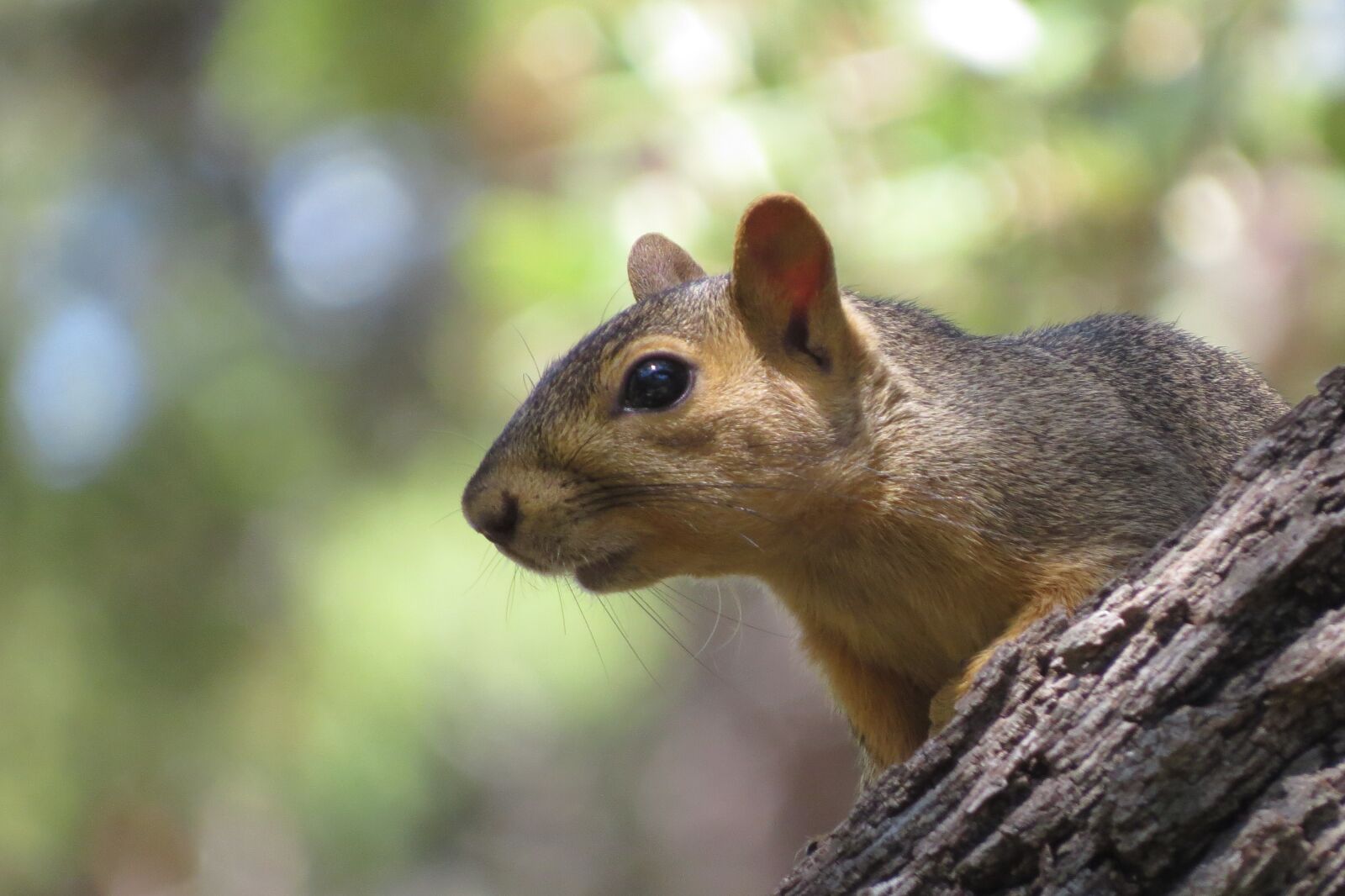 Canon PowerShot SX50 HS sample photo. Squirrel, close up, tree photography