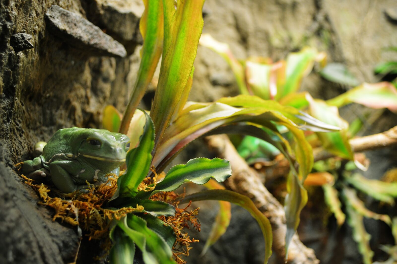 Nikon D3200 sample photo. Frog, green, nature photography