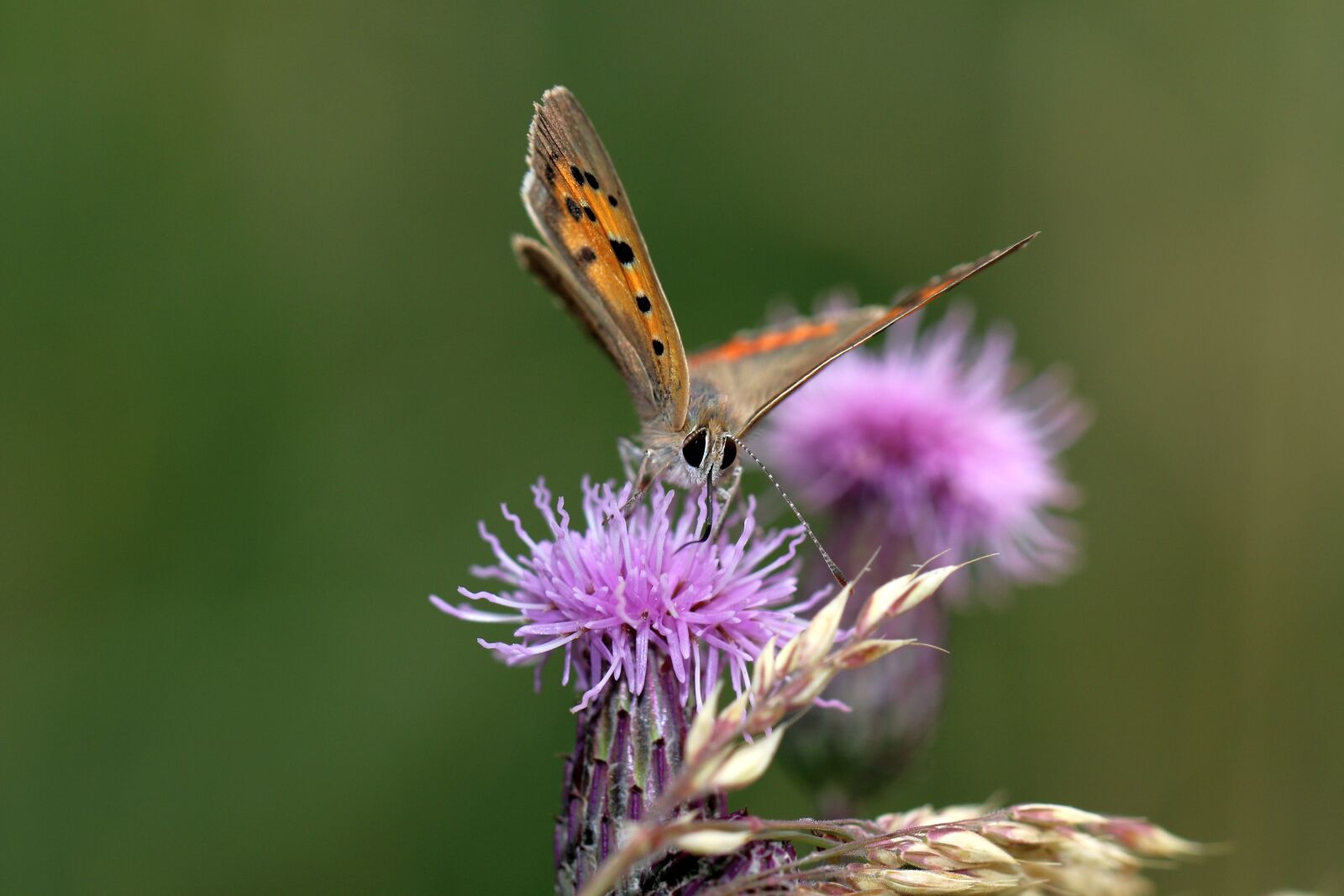 Canon EOS 80D sample photo. Butterflies, insect, wing photography