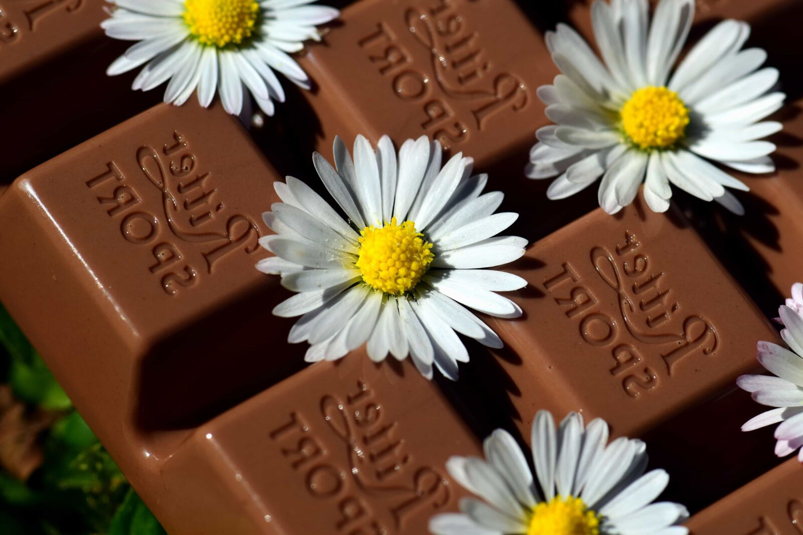 Nikon D3300 sample photo. Dark, chocolate, flower, plant photography
