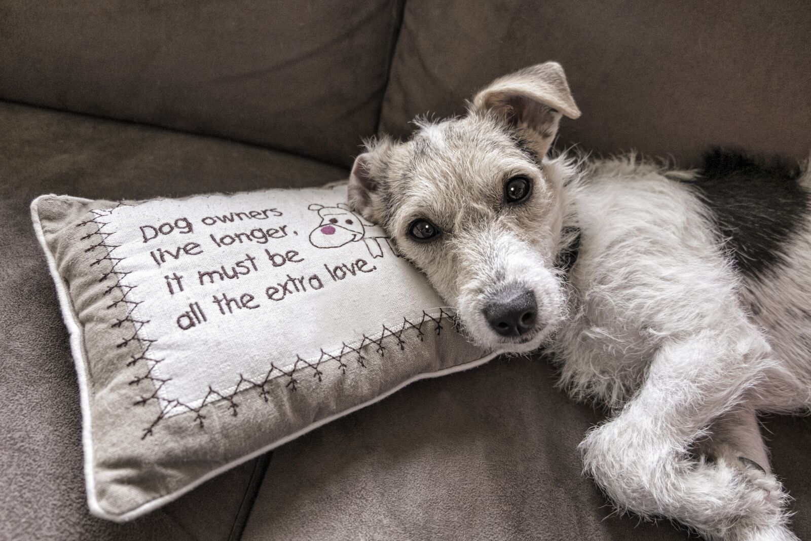 Fujifilm XC 16-50mm F3.5-5.6 OIS II sample photo. Dog, read, sofa photography