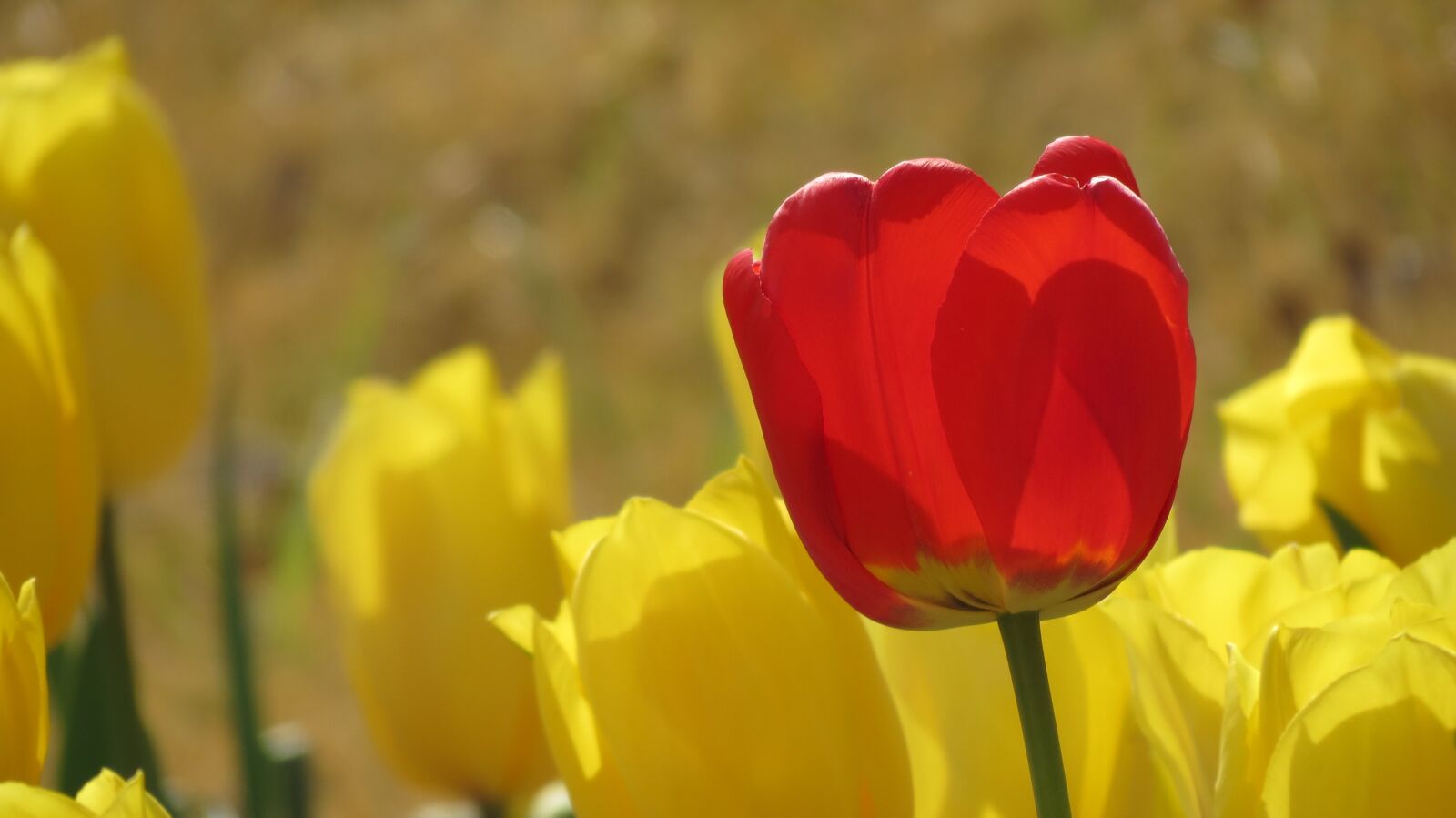 Canon PowerShot SX40 HS sample photo. Nature, flowers, tulip photography