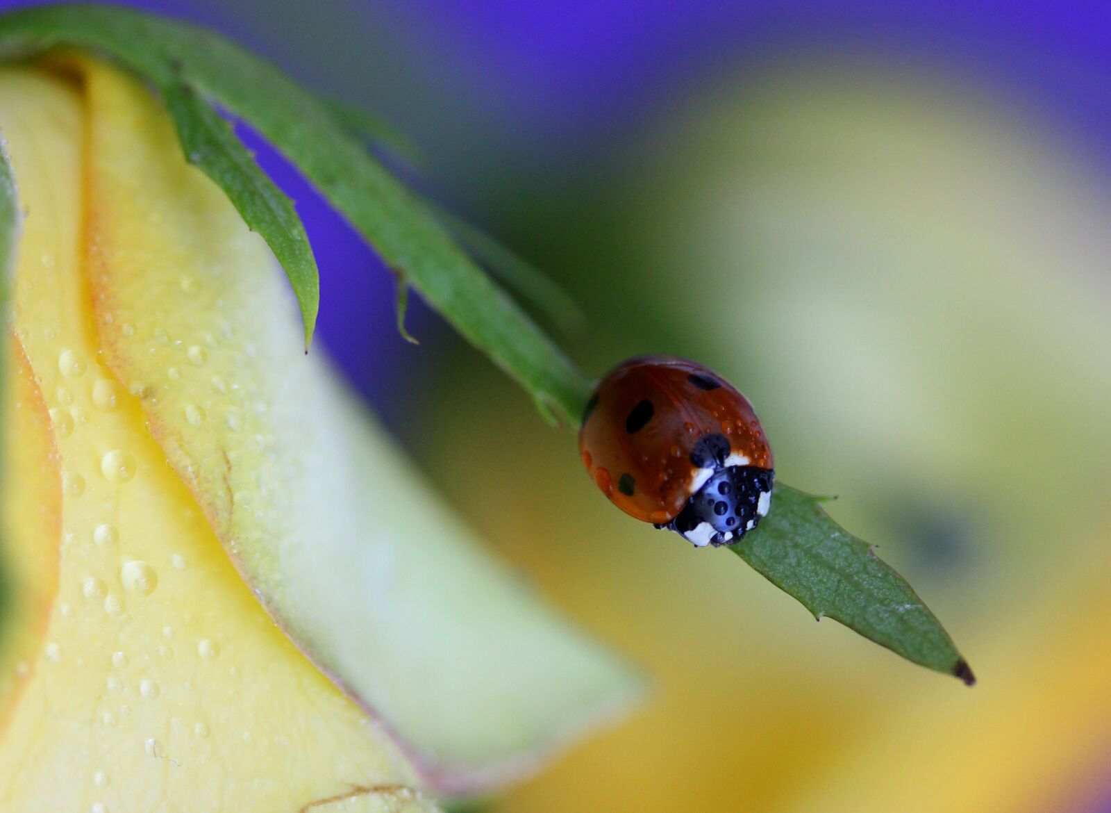 Canon EF-S 60mm F2.8 Macro USM sample photo. Baja, red, insecta photography