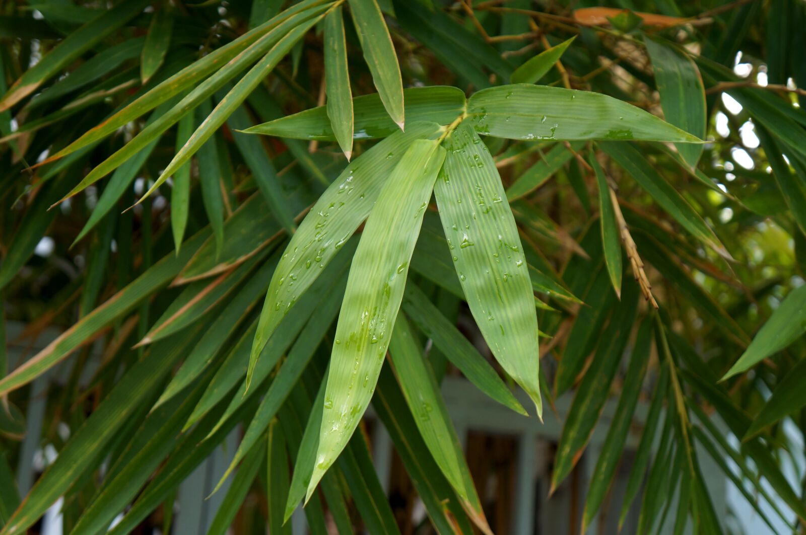 Sony Alpha NEX-F3 + Sony E 18-55mm F3.5-5.6 OSS sample photo. Tre, the leaves, vietnam photography