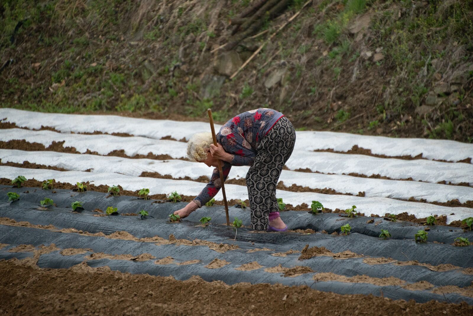 Sony a7S II sample photo. Grandmother, farm, life photography