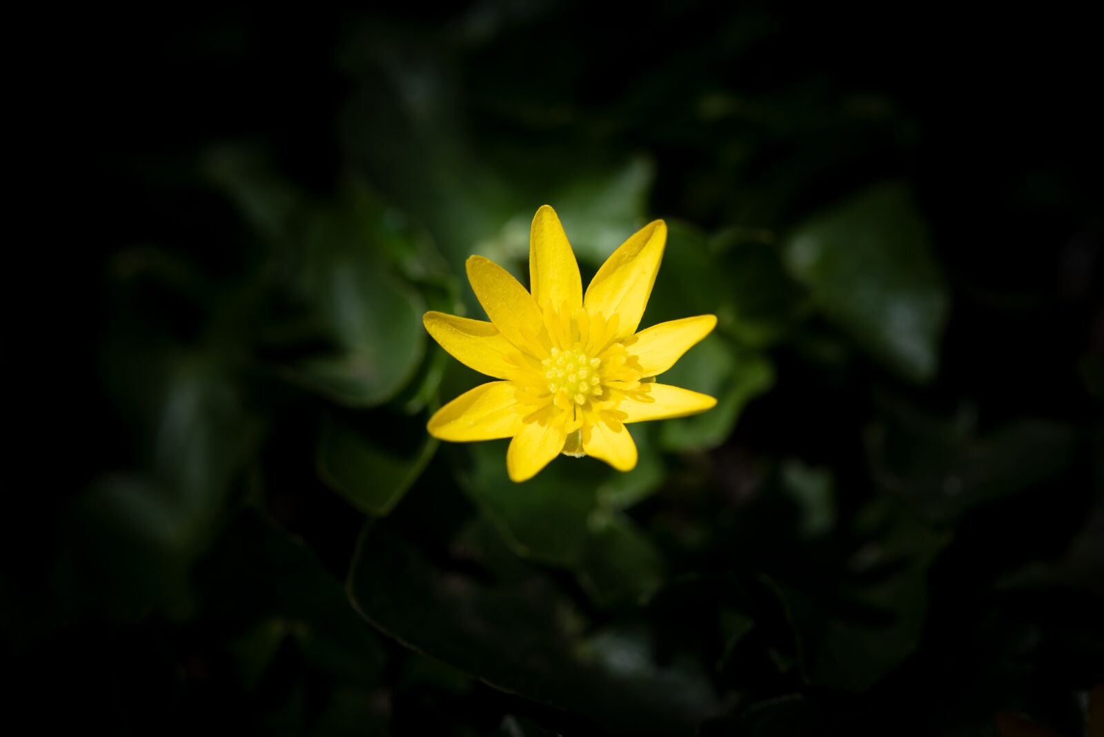 Nikon D750 sample photo. Flower, yellow, spring flower photography