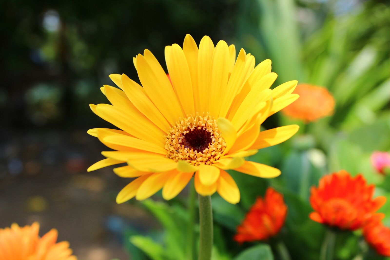 Canon EOS 600D (Rebel EOS T3i / EOS Kiss X5) sample photo. Yellow, flower, garden photography