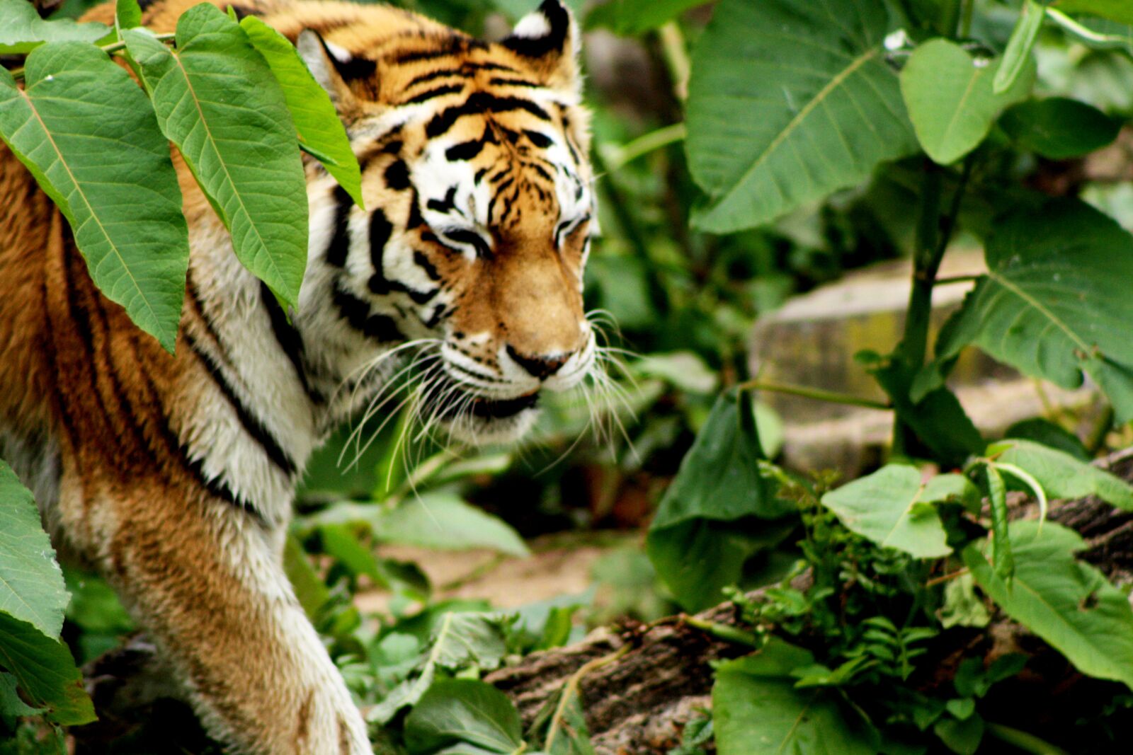 Canon EOS 1000D (EOS Digital Rebel XS / EOS Kiss F) sample photo. Tiger, zoo, antwerp photography