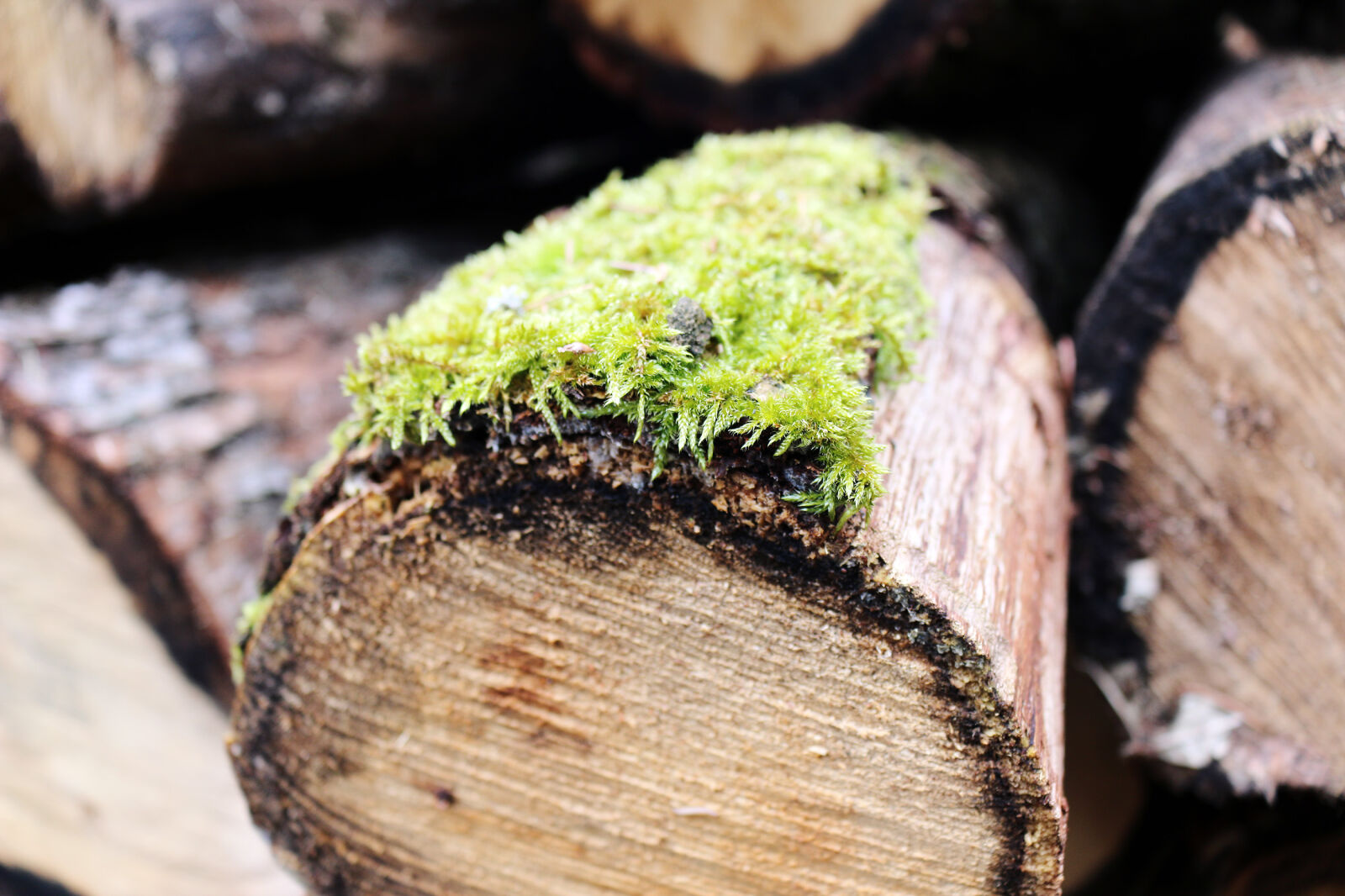 Canon EOS 70D + Canon EF-S 18-55mm F3.5-5.6 IS STM sample photo. Bark, closeup, firewood, wood photography