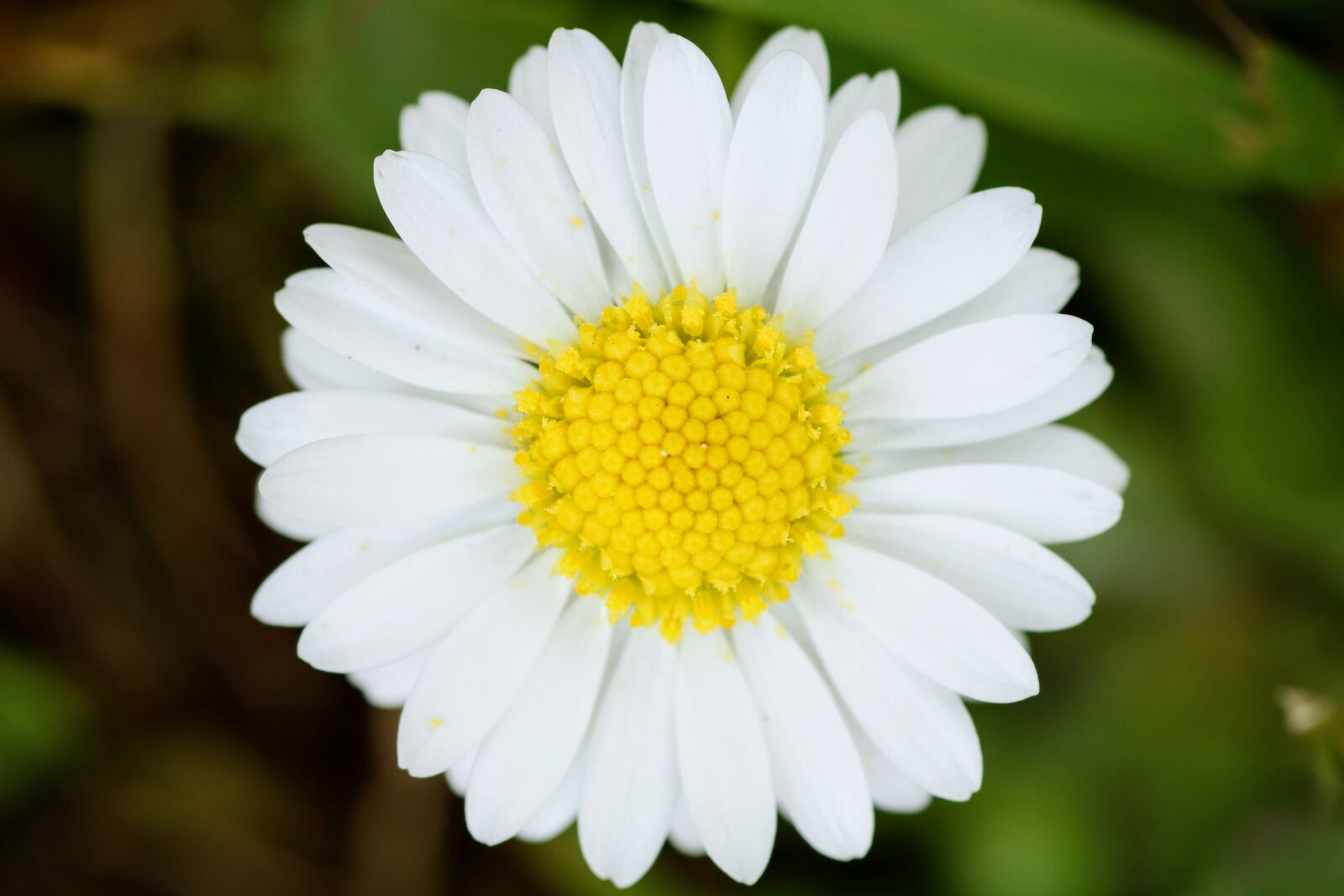 Tamron SP 90mm F2.8 Di VC USD 1:1 Macro sample photo. Nature, plant, flower photography