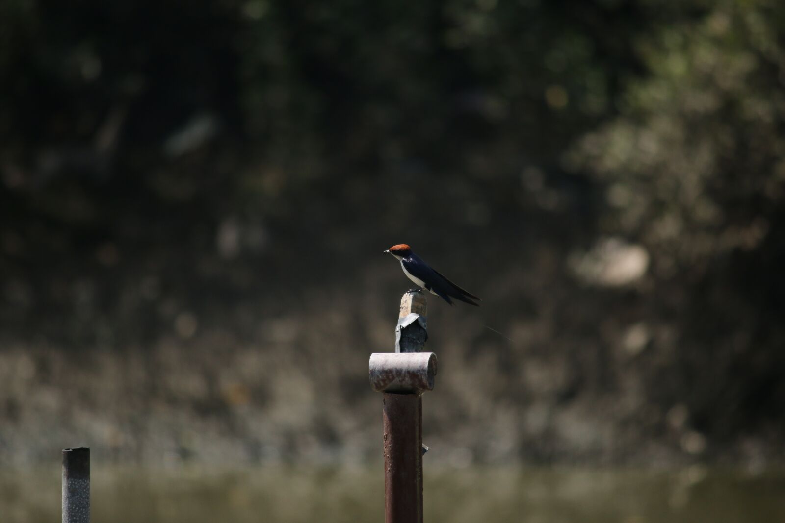 Canon EOS 70D sample photo. Flight, birds, sky photography