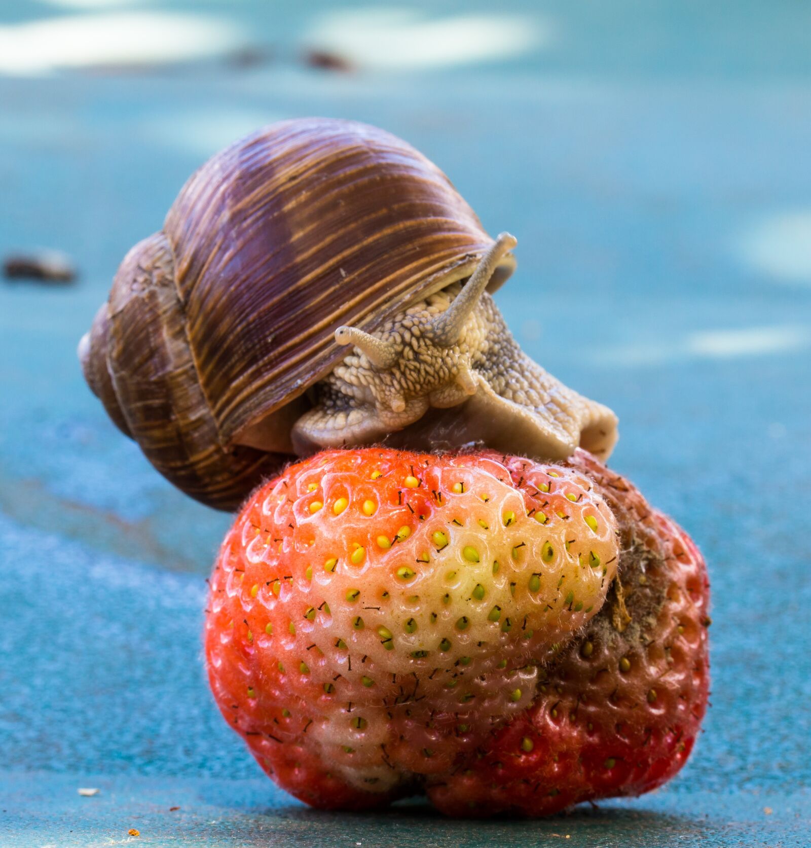 Canon EOS 70D + Canon EF-S 60mm F2.8 Macro USM sample photo. Strawberry, snail, eat photography