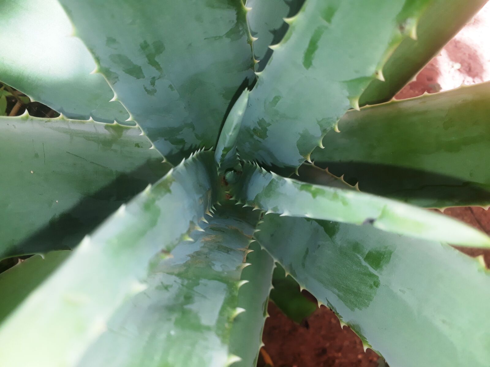 Samsung Galaxy J7 Prime sample photo. Flowers, landscapes, plants photography
