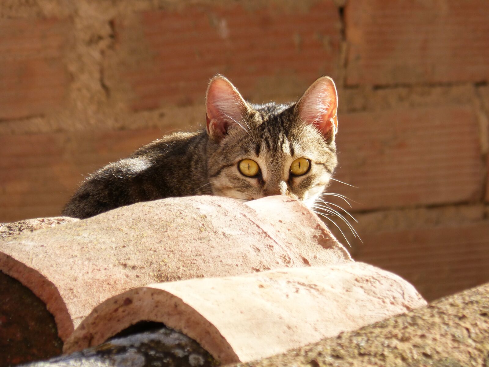 Panasonic DMC-FZ62 sample photo. Cat, roof, texas photography