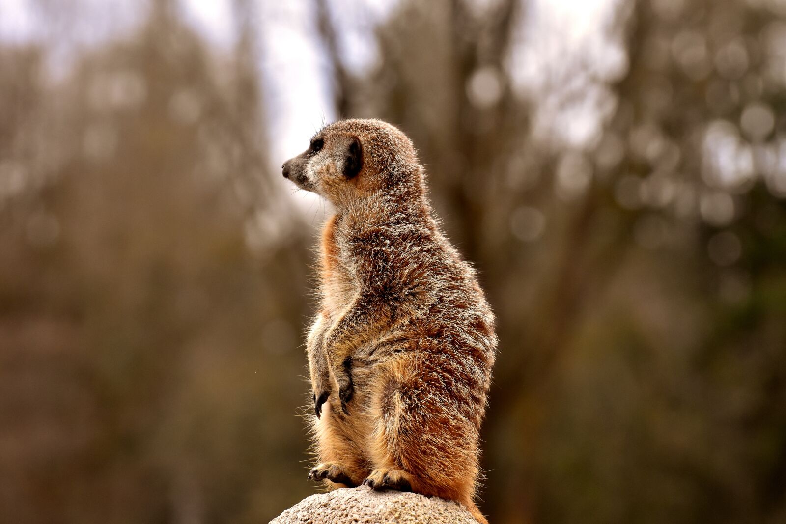 Nikon D7200 sample photo. Meerkat, animal, nature photography
