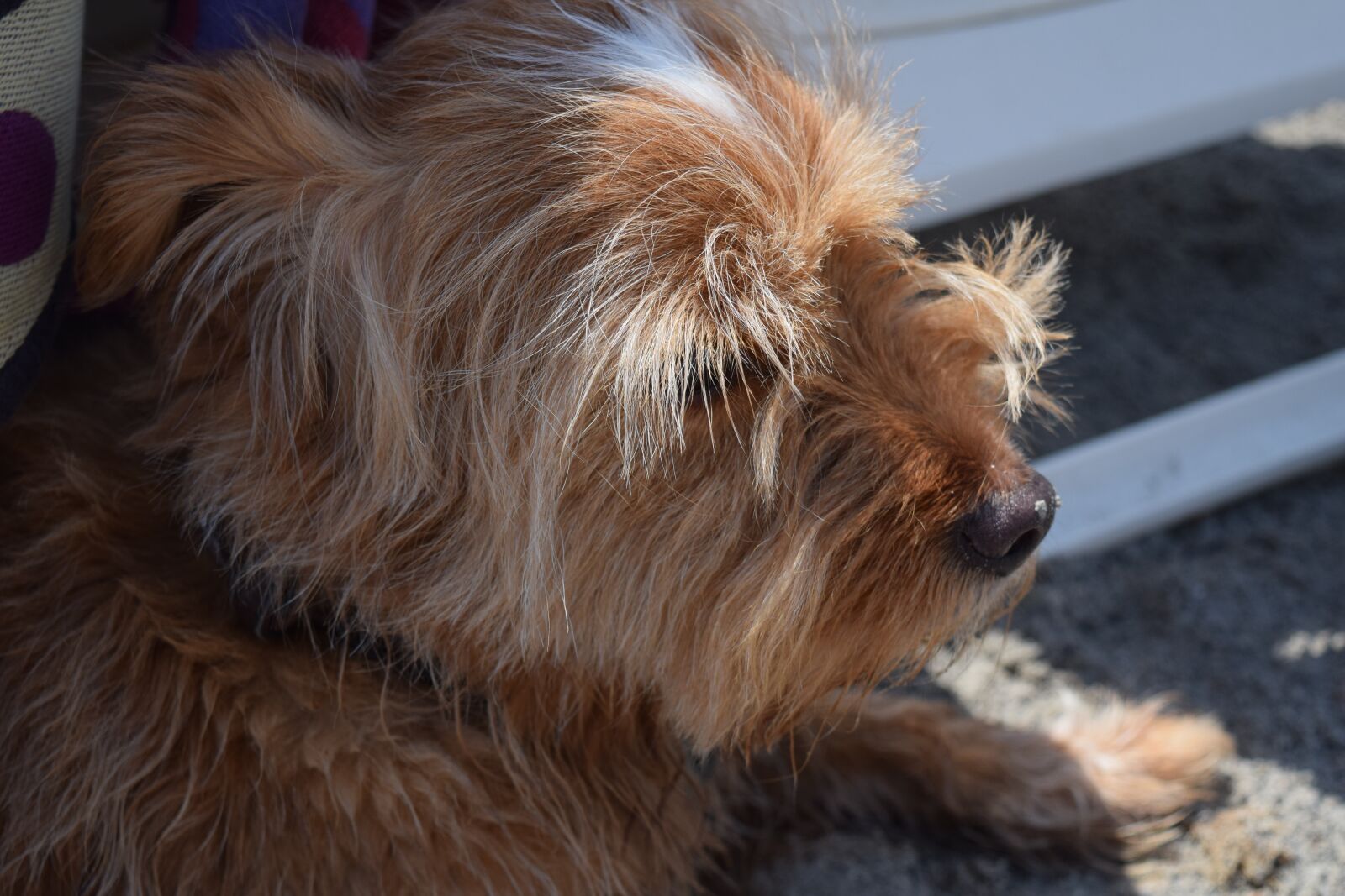 Nikon D3300 sample photo. Dog, small dog, vacations photography