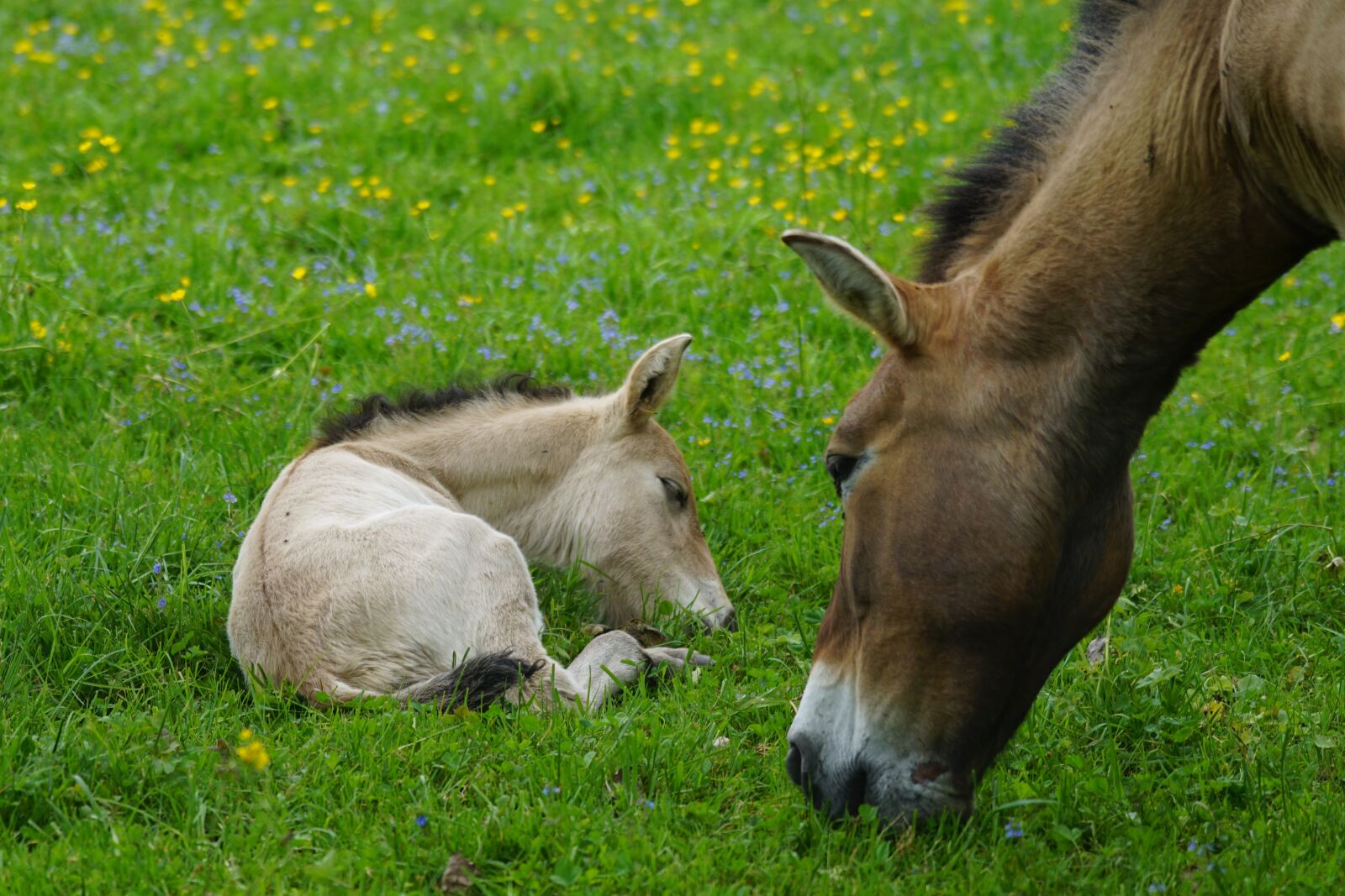 Sony ILCA-77M2 + Sony 70-400mm F4-5.6 G SSM sample photo. Przewalski, mare, foal photography