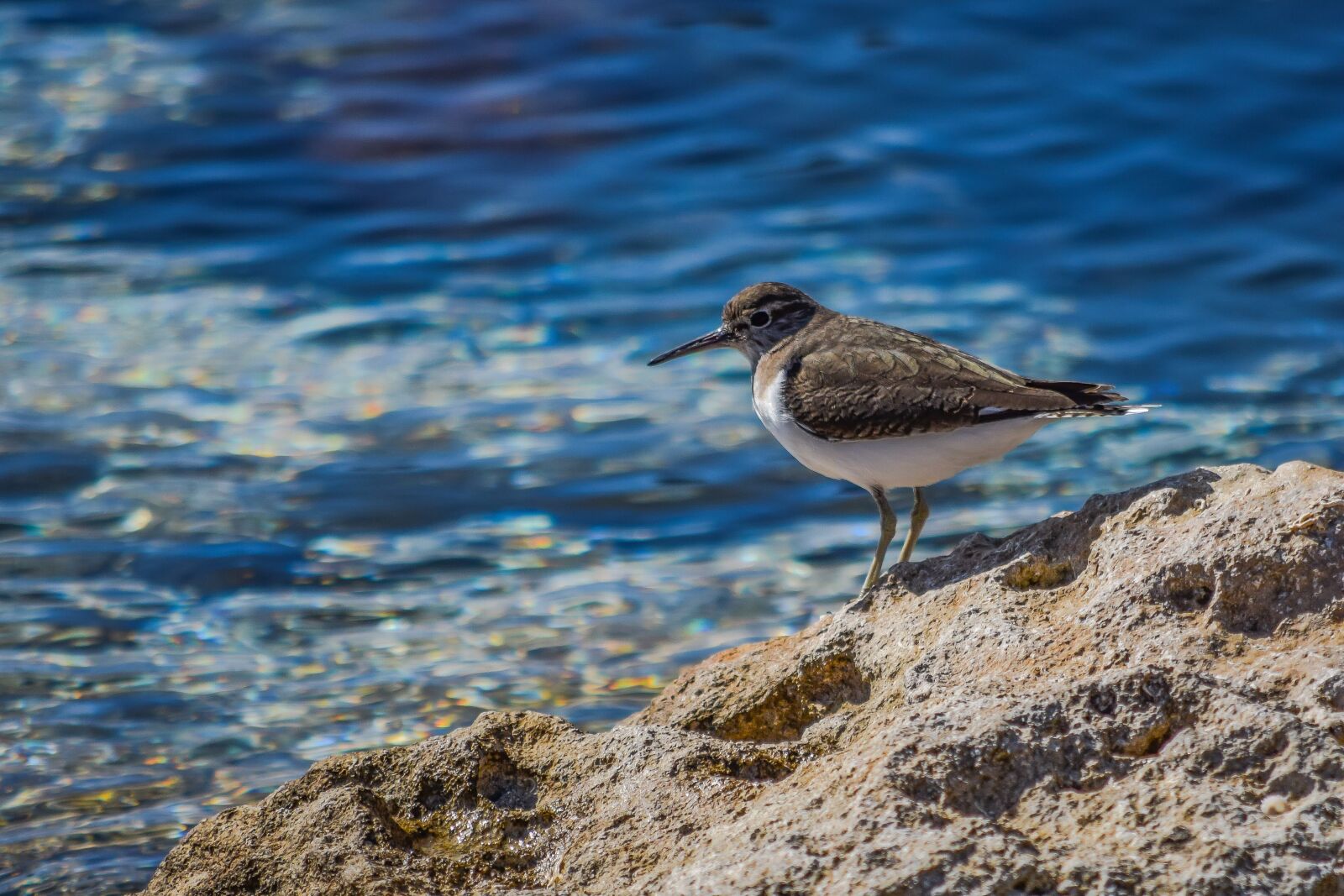 Nikon D3300 sample photo. Stint, grey, seabird photography