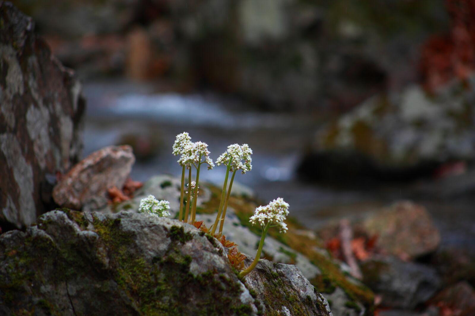 Canon EOS 5D Mark II sample photo. Nature, outdoors, leaf photography