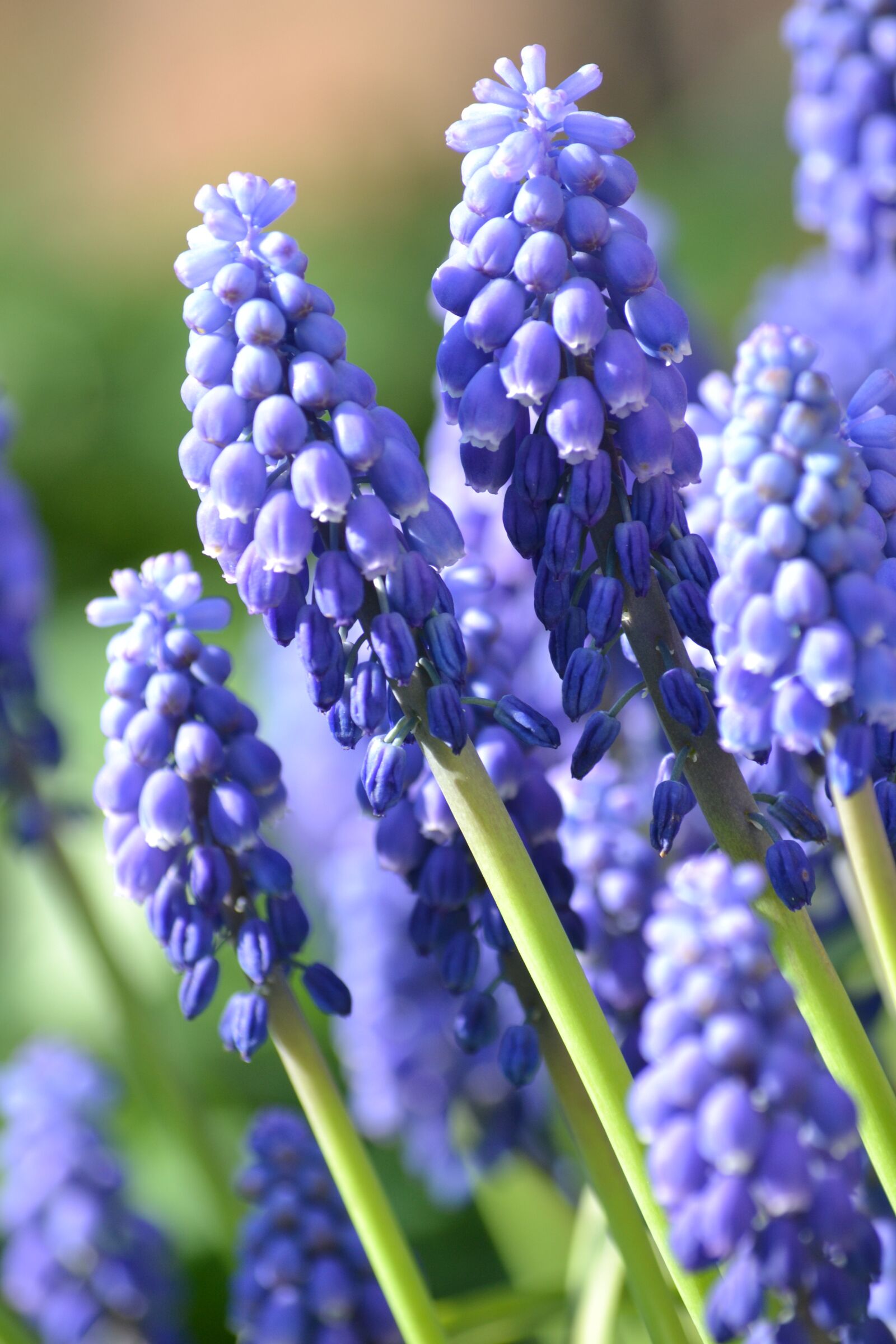 Nikon D3100 sample photo. Spring, muscari, purple photography