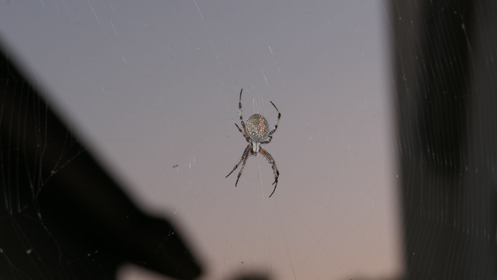 Panasonic DC-FZ10002 sample photo. Spider, cobweb, spiderweb photography