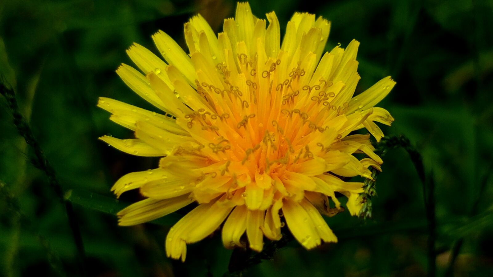 OnePlus 5 sample photo. Dandelion, common dandelion, yellow photography