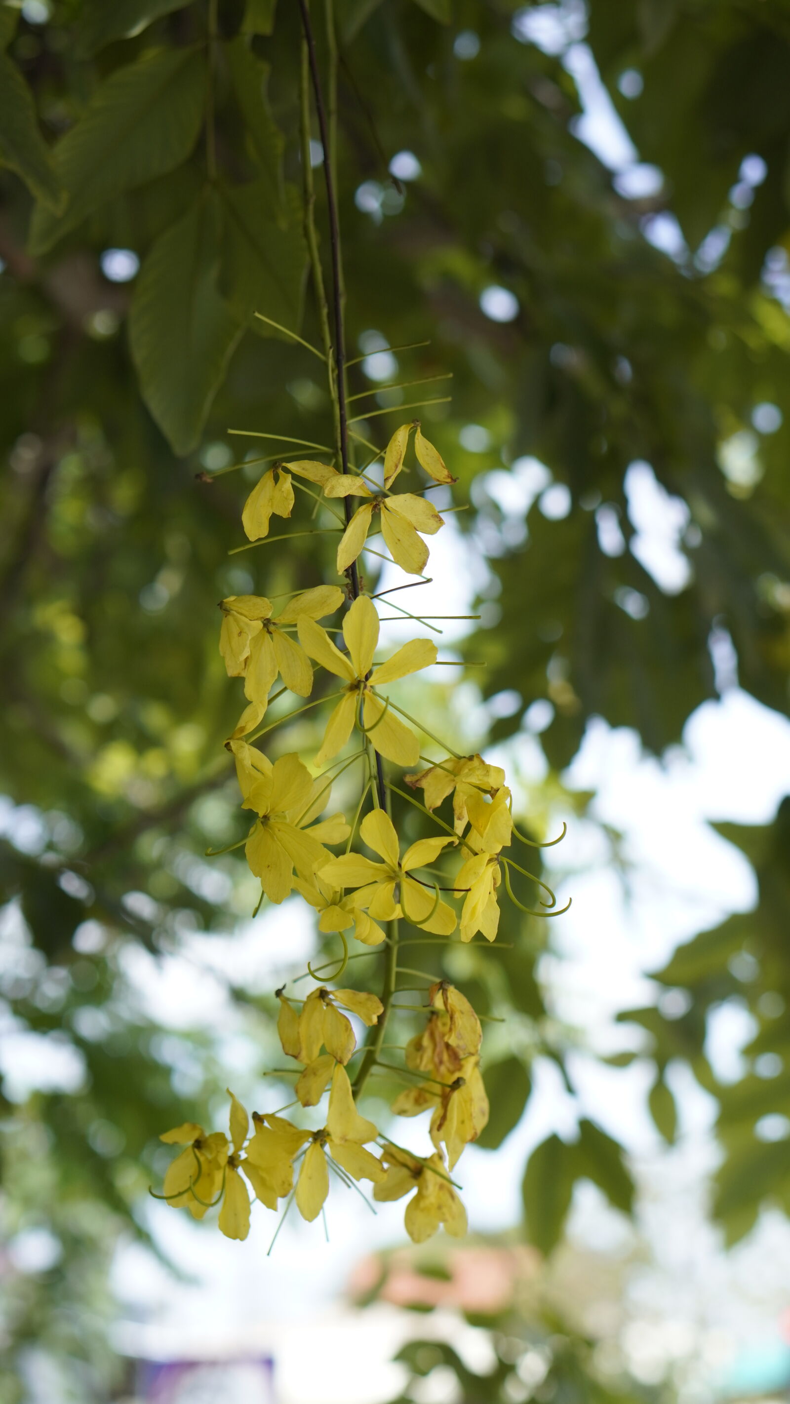Sony ZV-E10 sample photo. Golden shower tree photography