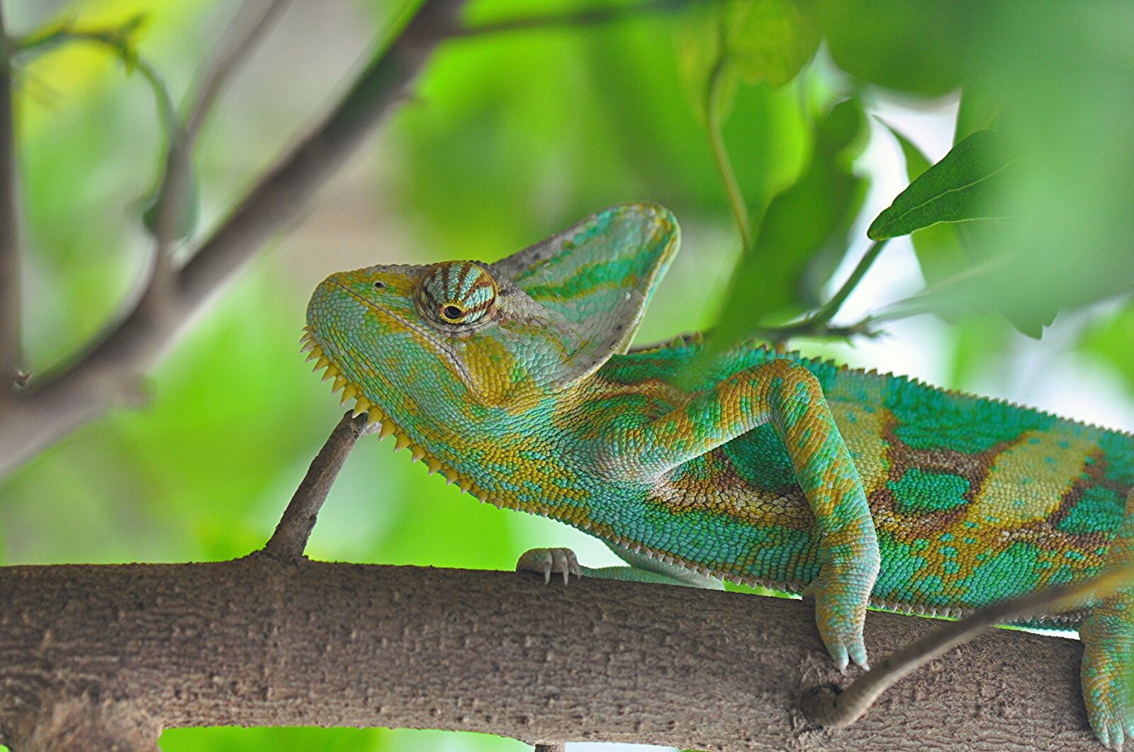 Nikon D5000 sample photo. Chameleon, wildlife, branch photography