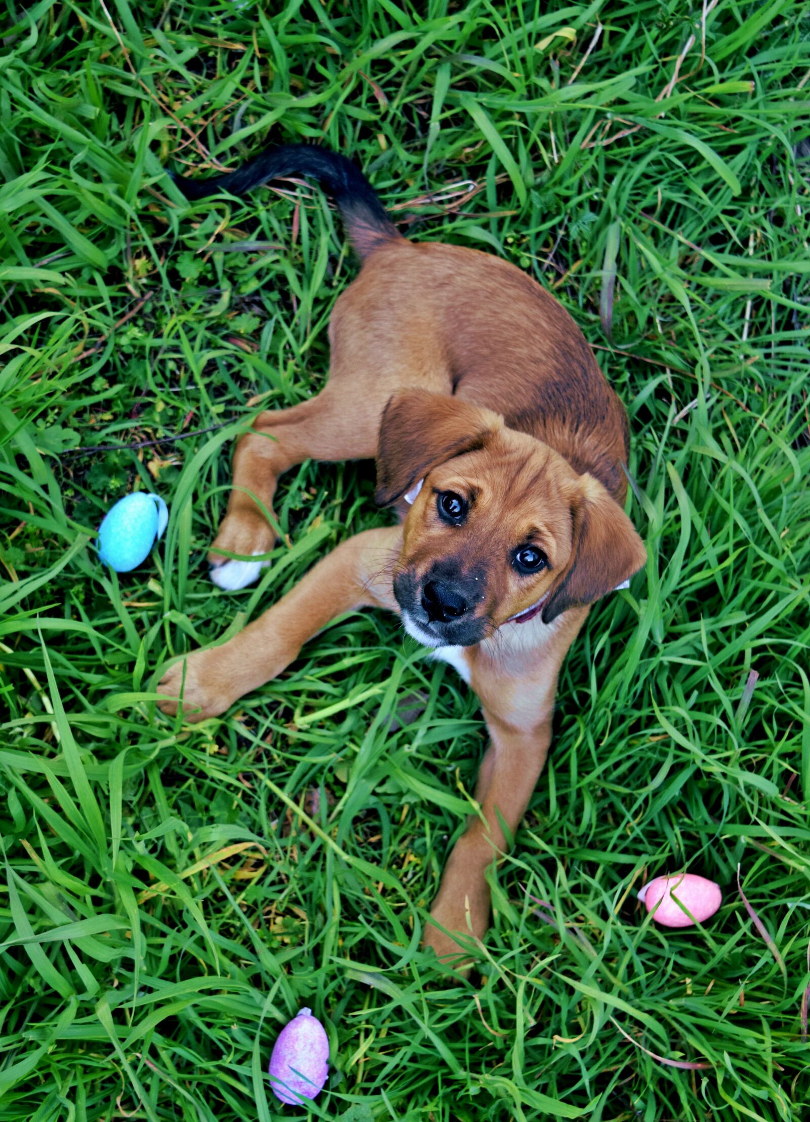 Nikon D3300 sample photo. Easter, easter eggs, colorful photography