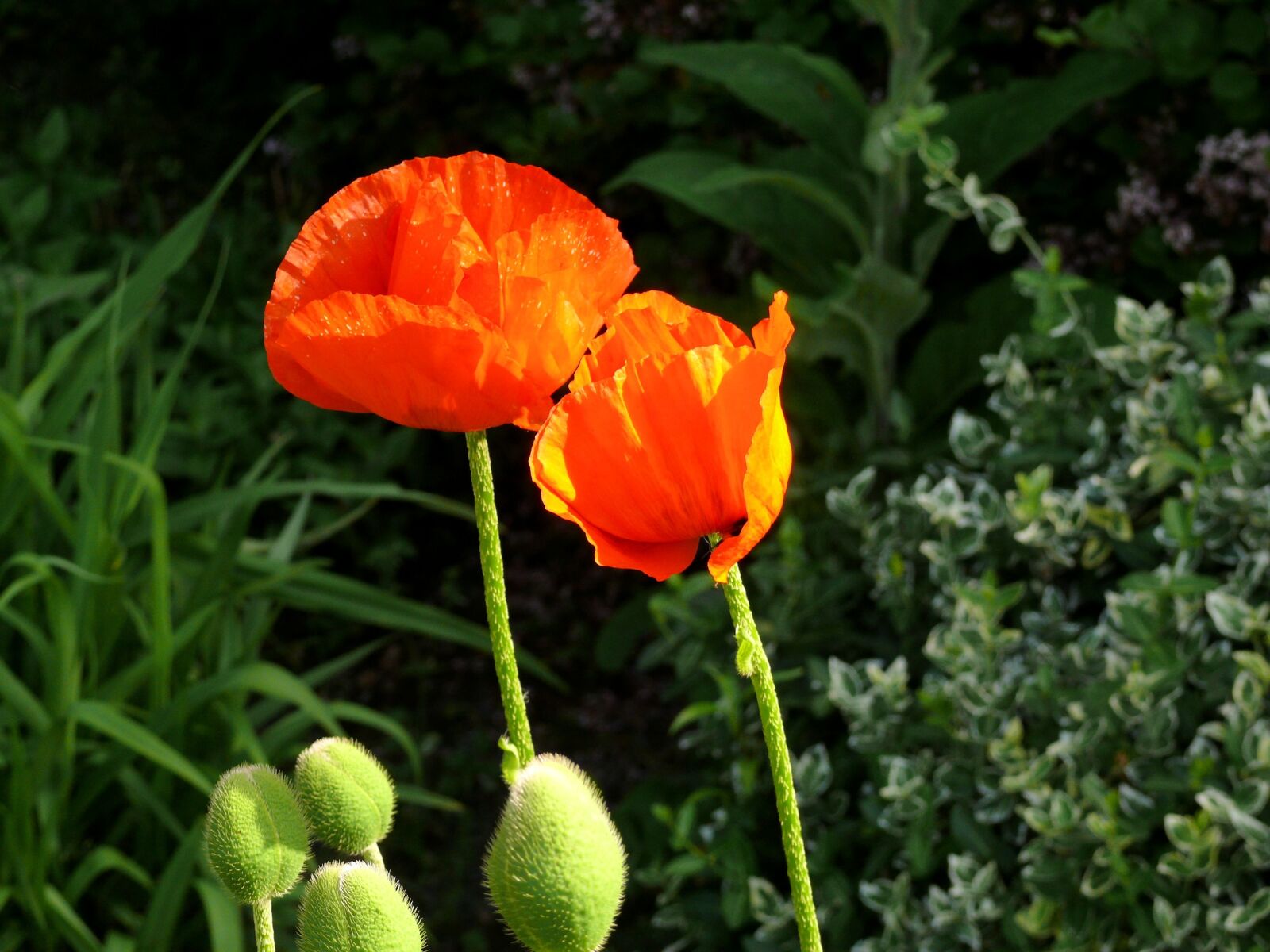 Panasonic DMC-FZ50 sample photo. Poppy, orange, red photography
