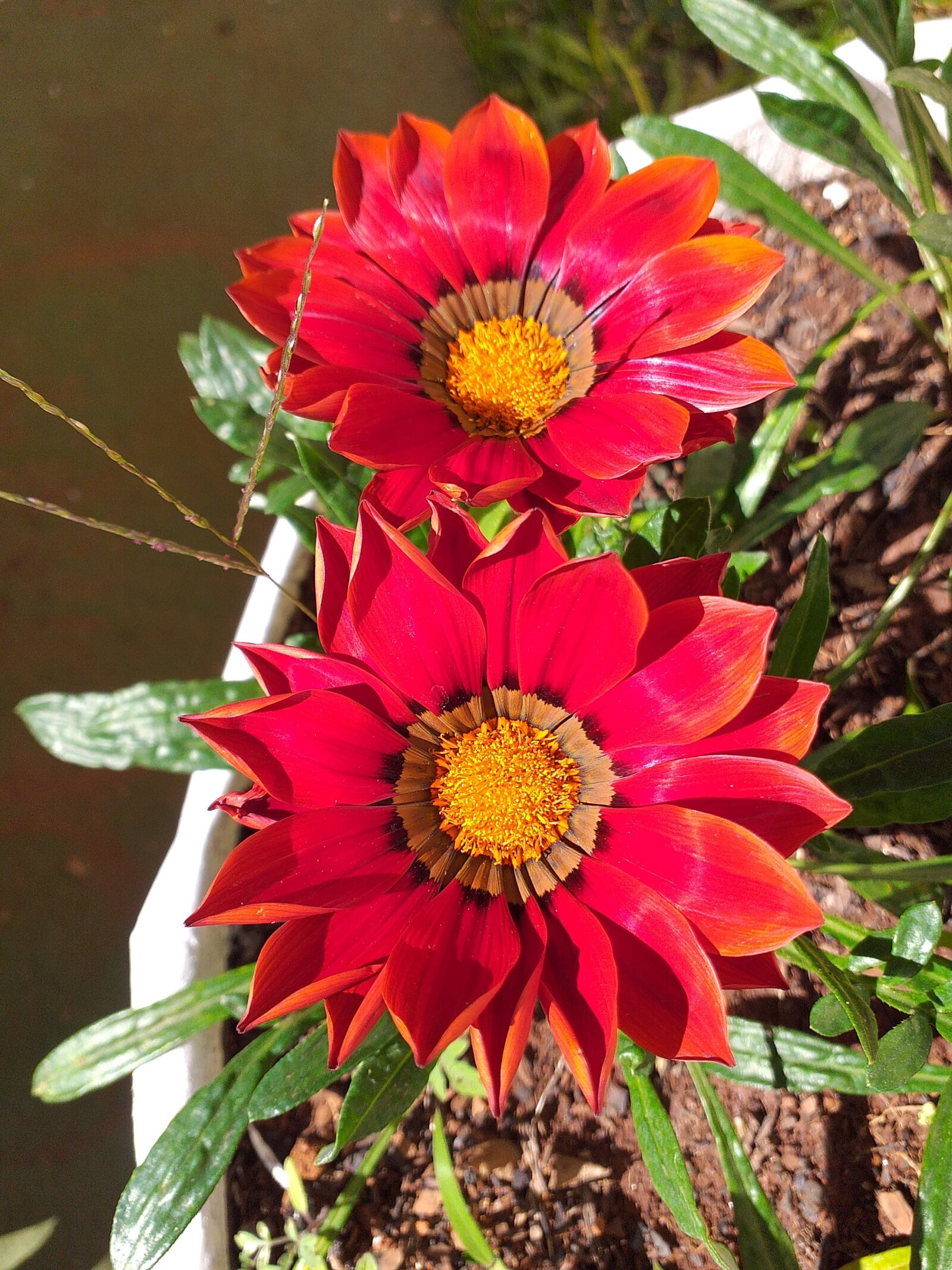 Samsung Galaxy J6+ sample photo. Flowers, garden, spring photography