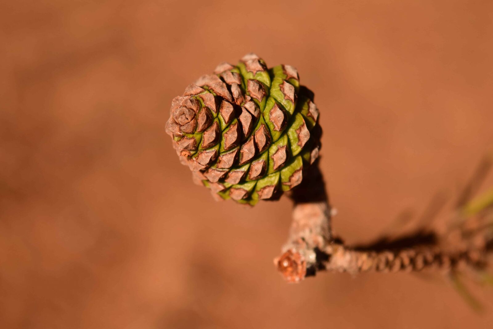 Nikon D3300 sample photo. Wood, forest, fir tree photography