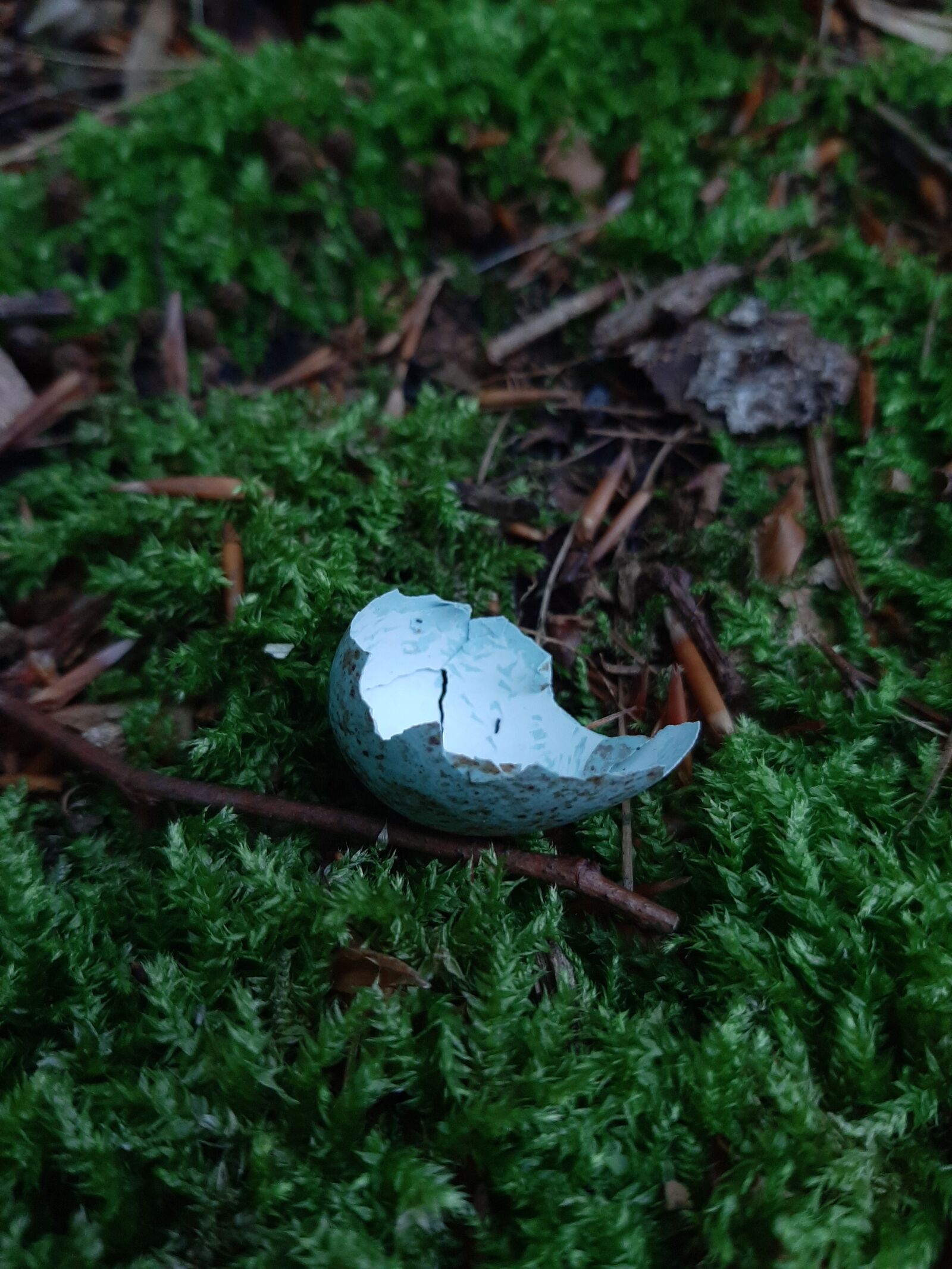 Samsung Galaxy A50 sample photo. Eggshell, egg, broken photography