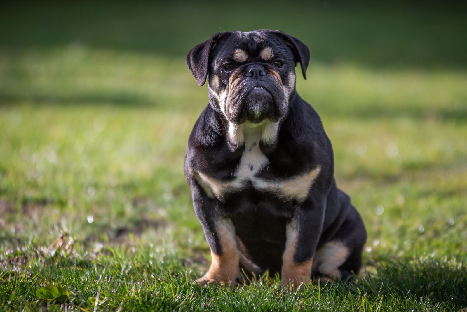 Nikon D7200 sample photo. Bulldog, english bulldog, dog photography